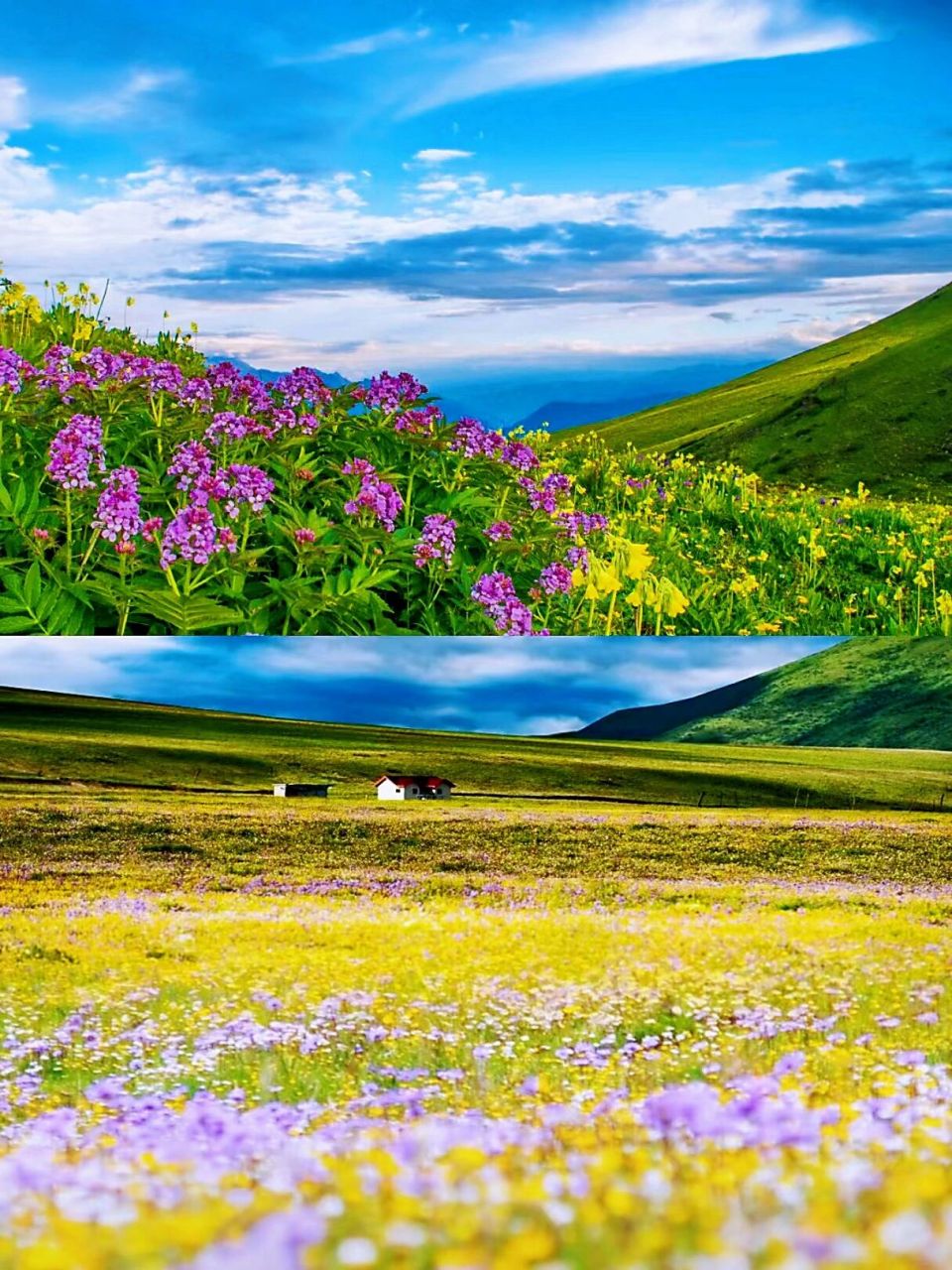 蓝天白云间 构成了一幅绝美景象 懒兔整理了3个必去的川西花海游玩地