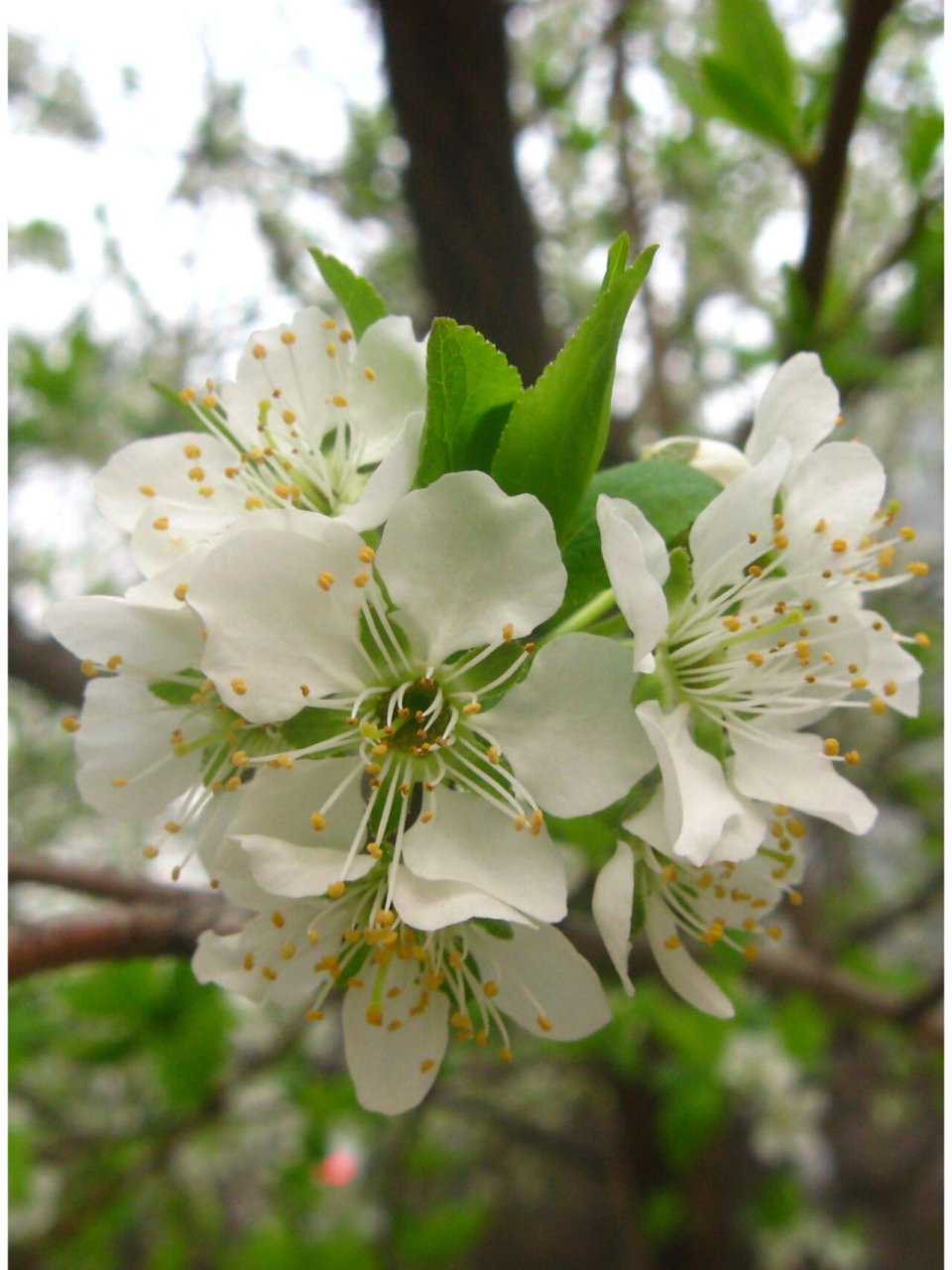 每日一花(李花) 李花 学名:prunus02l.