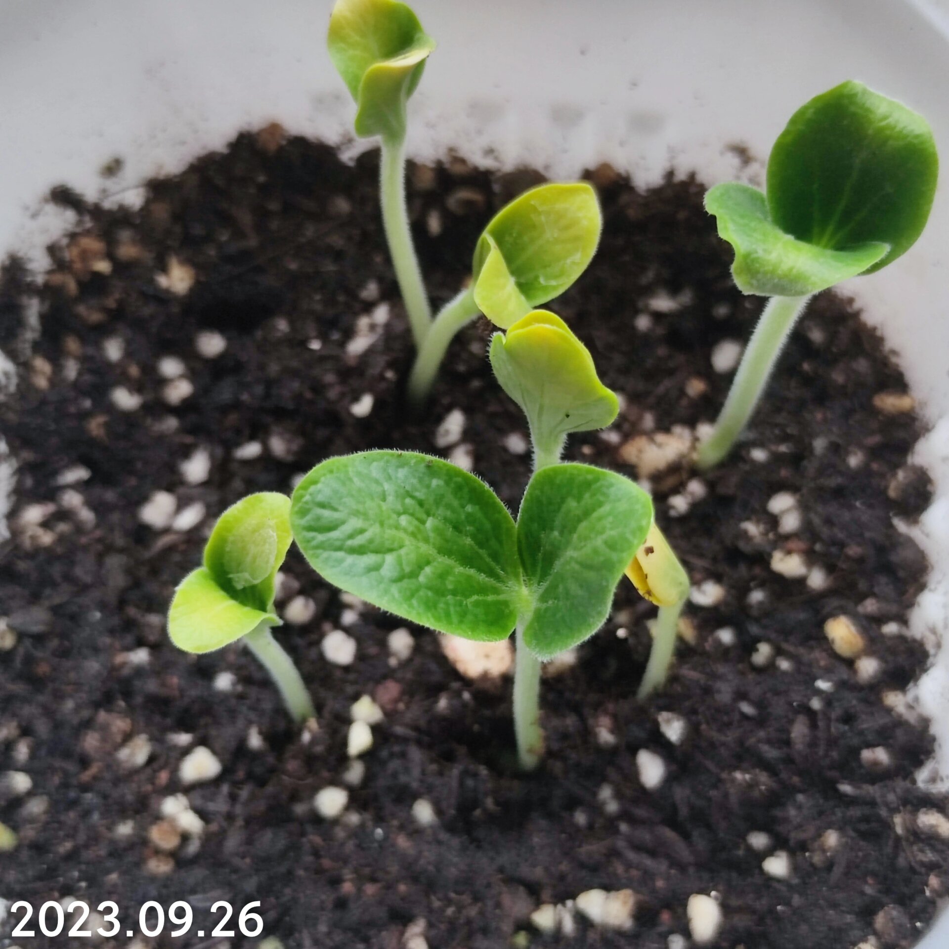 南瓜籽发芽97 放弃西瓜苗,等南瓜苗 9.25好几颗都发芽了 9.