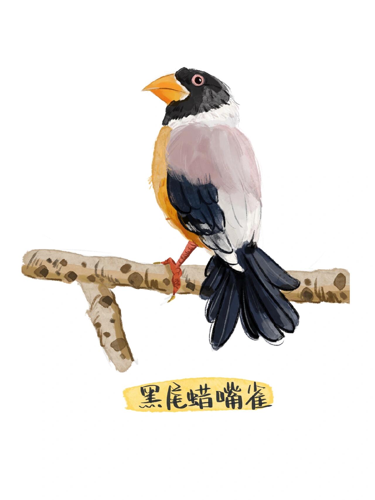 鸟类手绘合辑