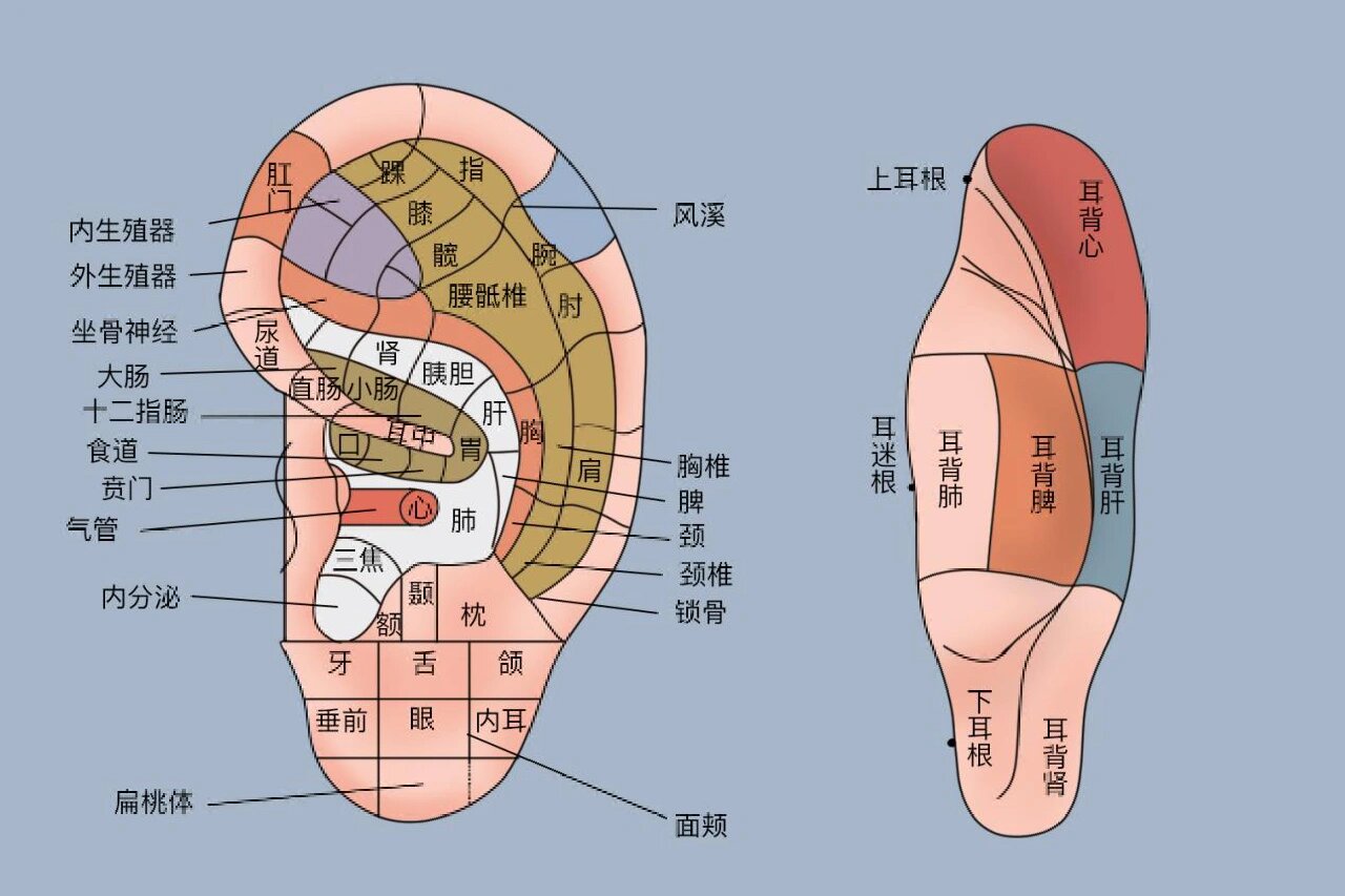 耳朵对应的身体部位图图片