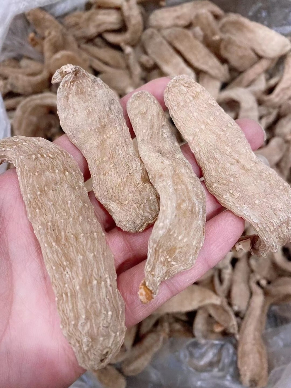 长白山野生天麻,头痛的克星 【三七 长白山野生天麻】 改善动脉硬化