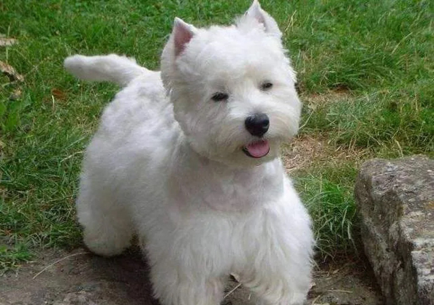 同是梗类犬的西高地和雪纳瑞它们俩有什么区别呢?