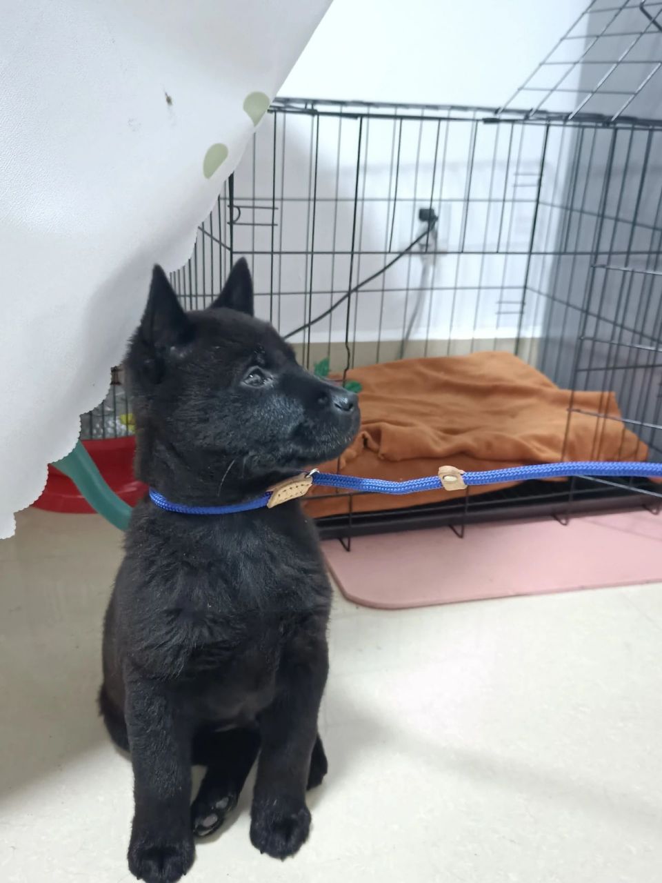 从小就立耳的小土狗 不知道元宵是不是出生就是立耳的,总之刚来的时候