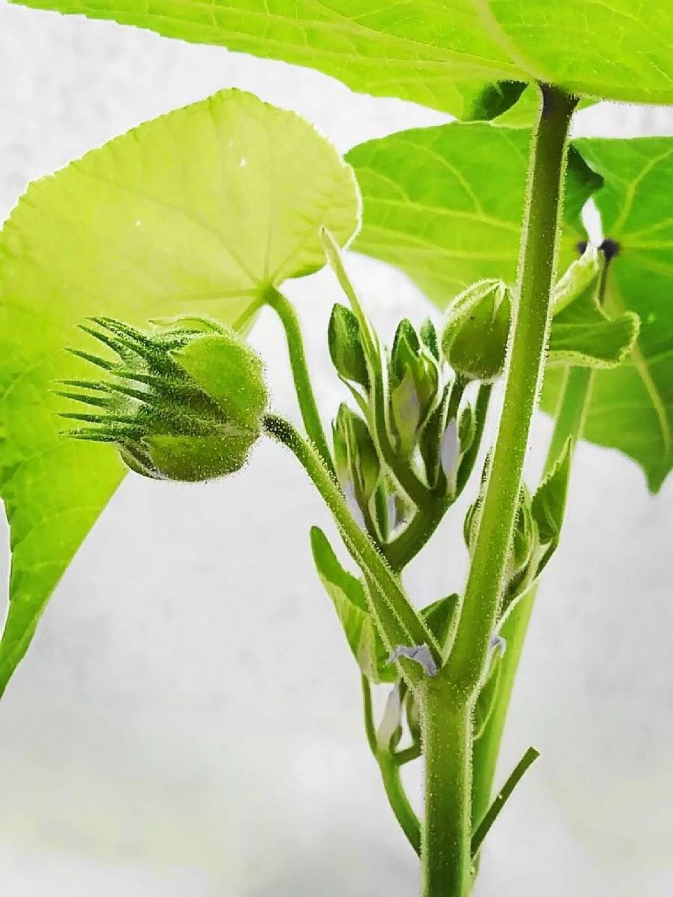 中草药,苘麻 每天一个小知识,苘麻(qǐng má),锦葵科,苘麻属