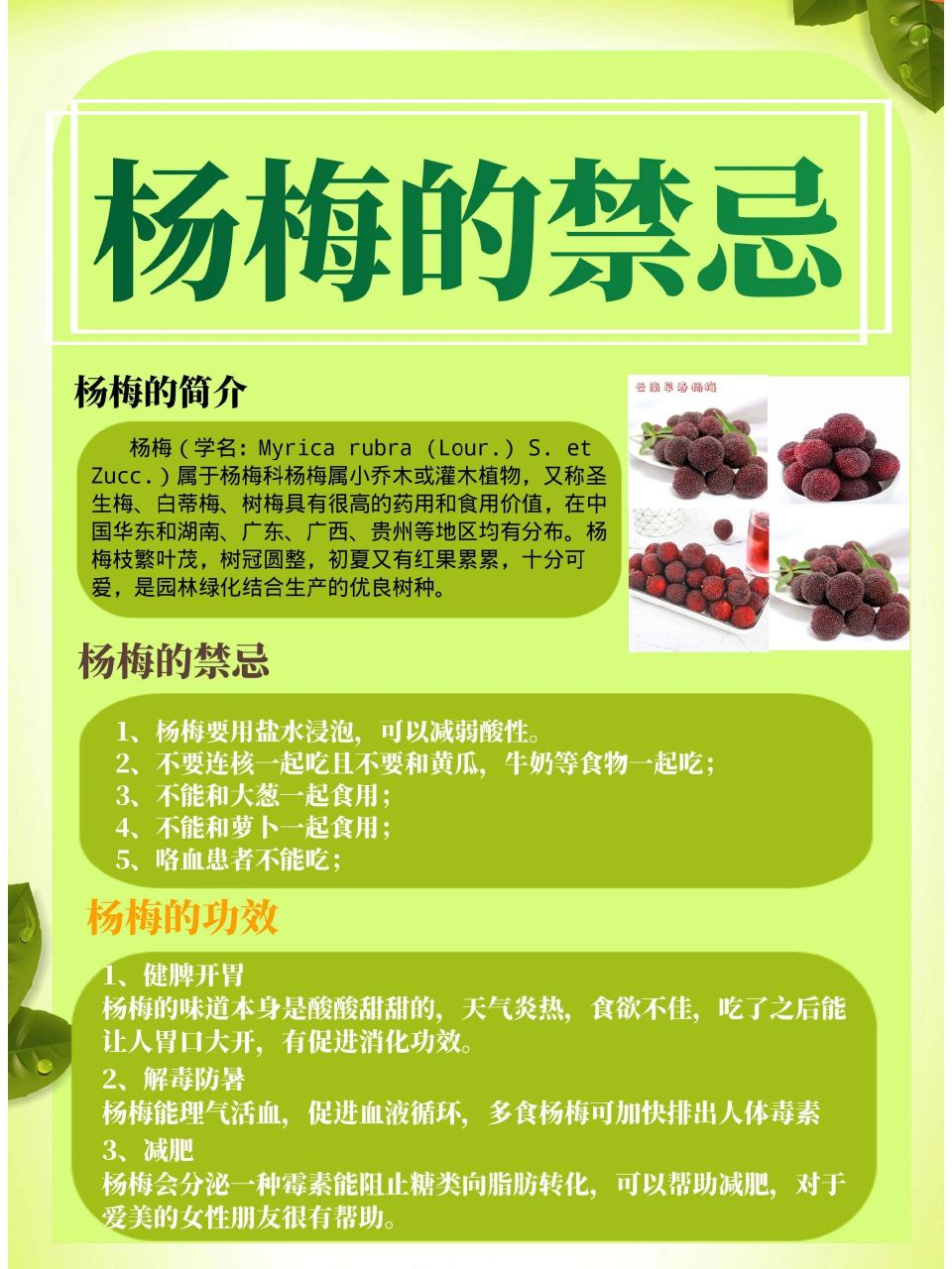 关于杨梅的资料图片