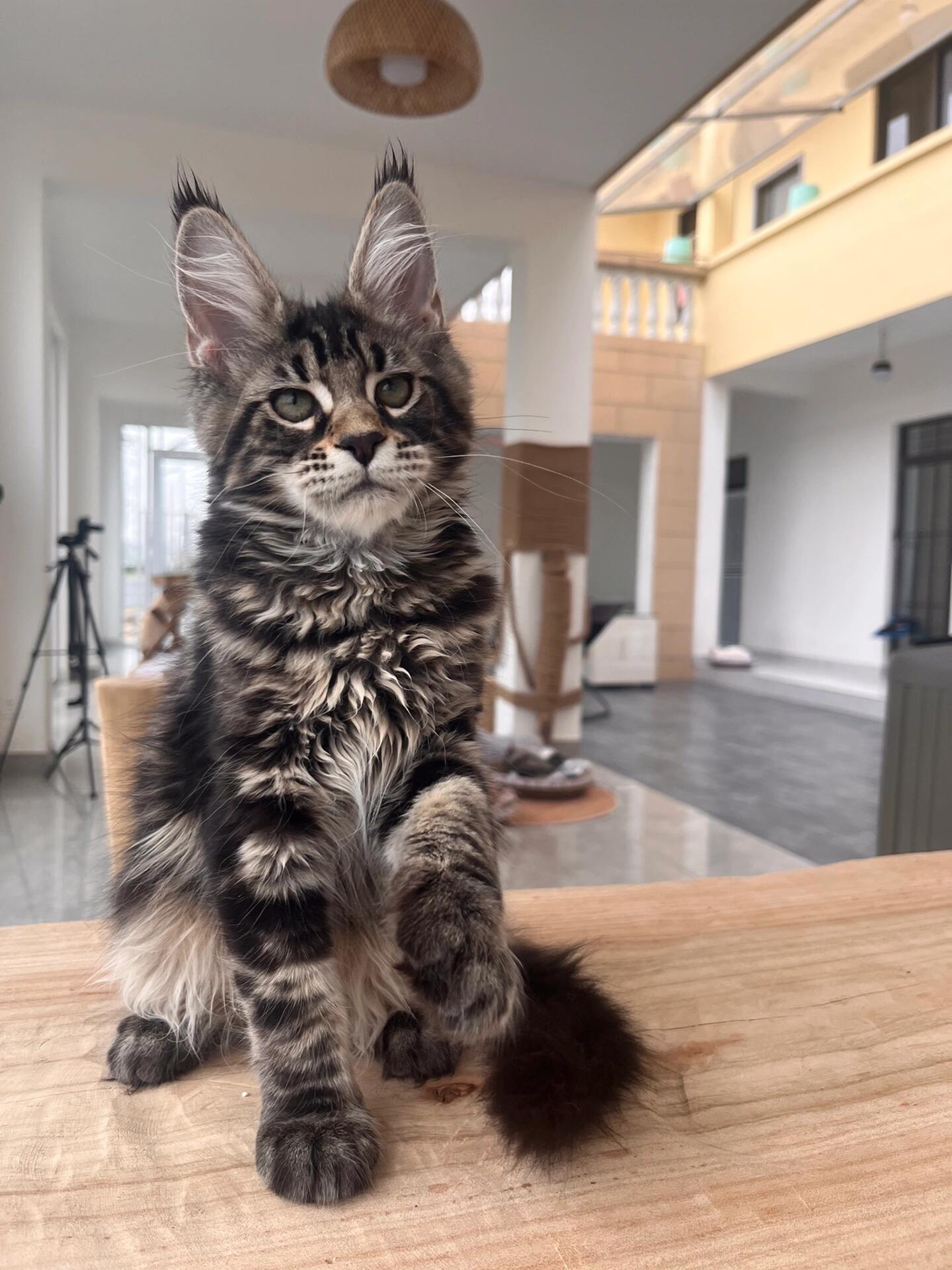 缅因猫还是缅甸猫?