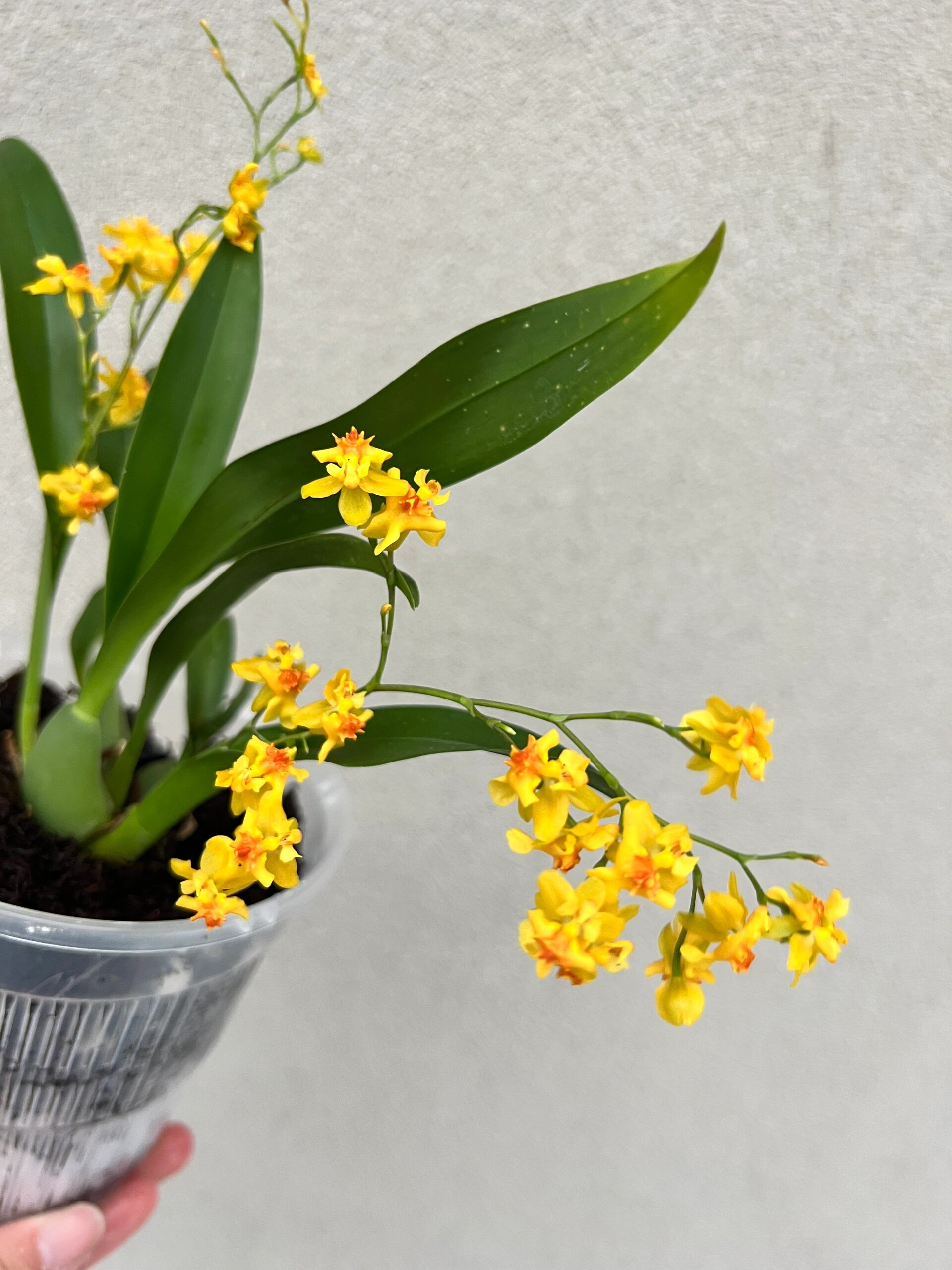 oncidium 文心兰 粉红色文心兰有香味oncidium chian-tzy dragon