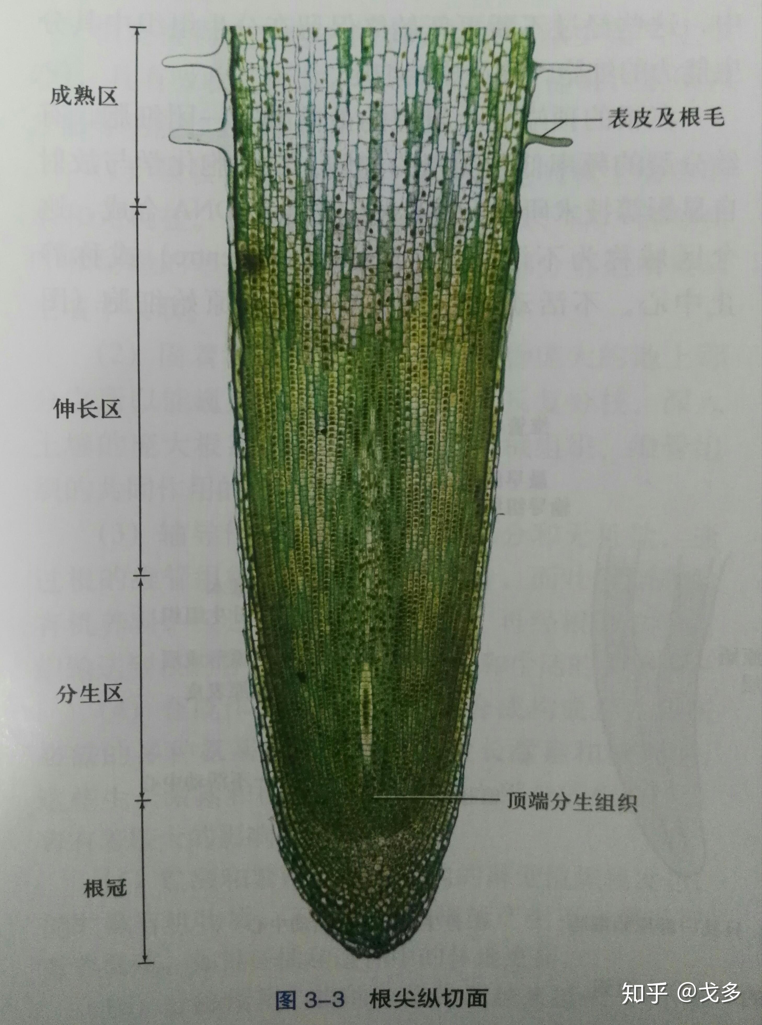 根尖分布图图片