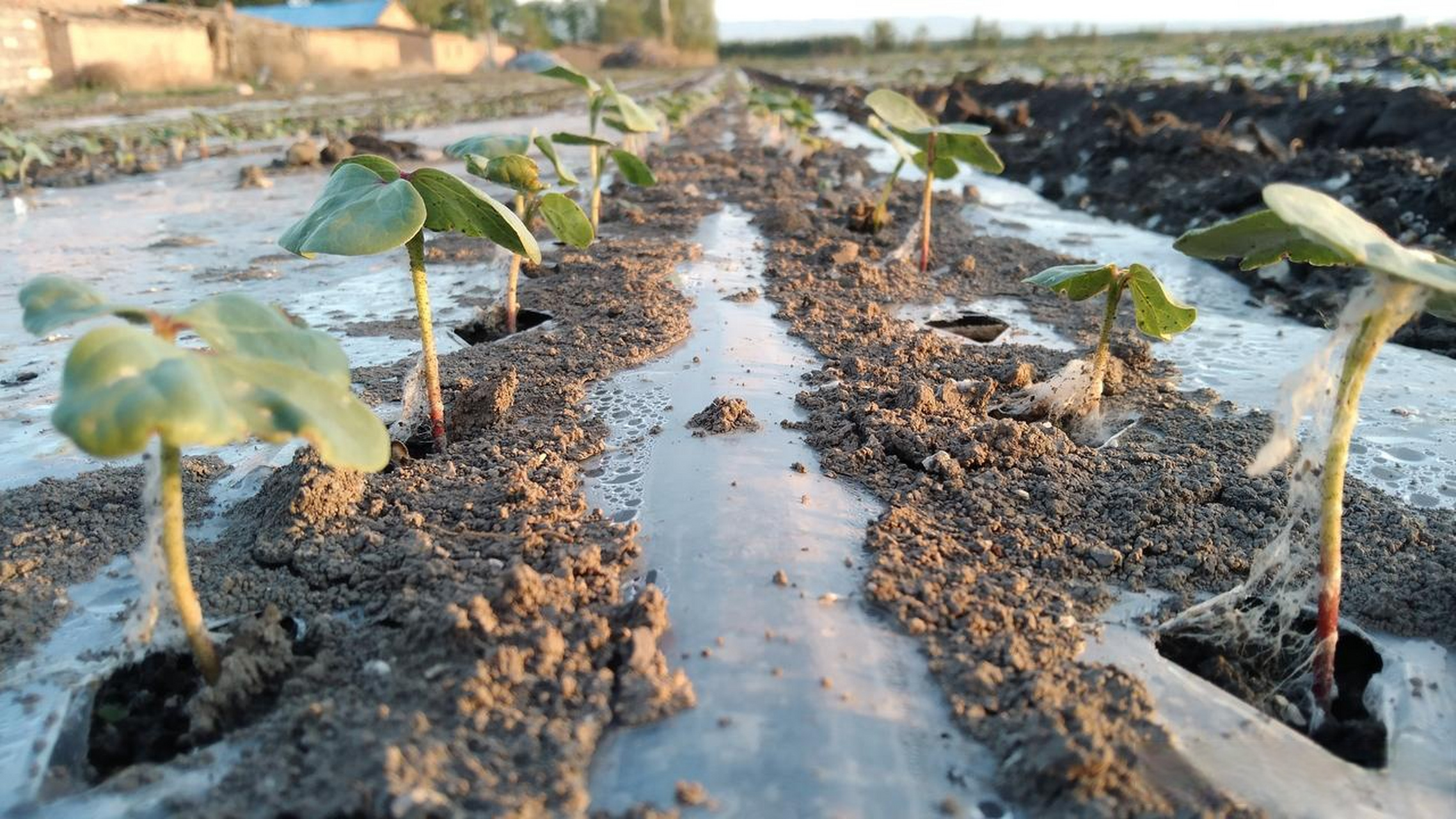 新疆棉花 棉花苗期,蕾期如何合理化控?