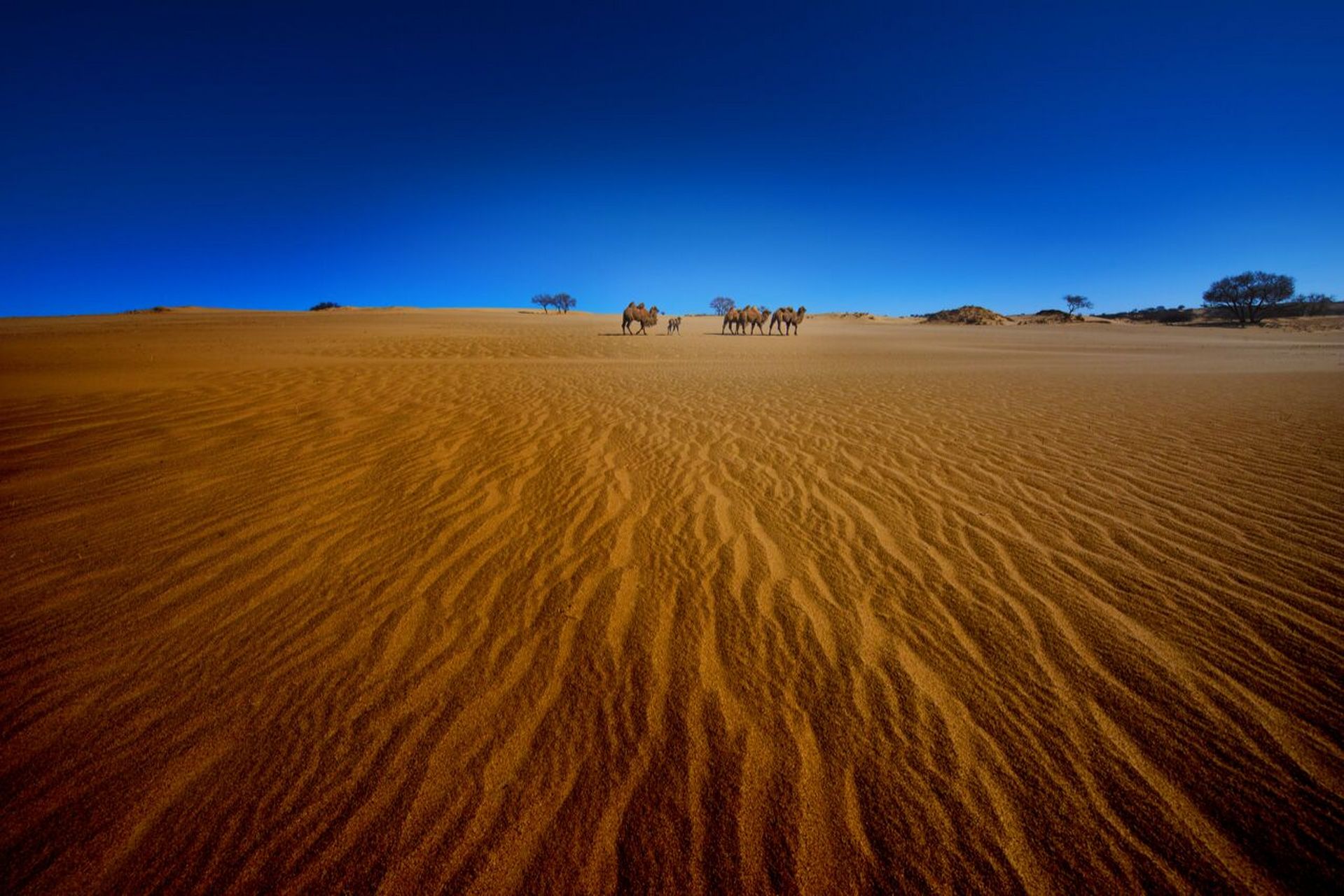 锡林郭勒盟的浑善达克沙地是国内十大沙漠沙地之一,距离北京仅有180