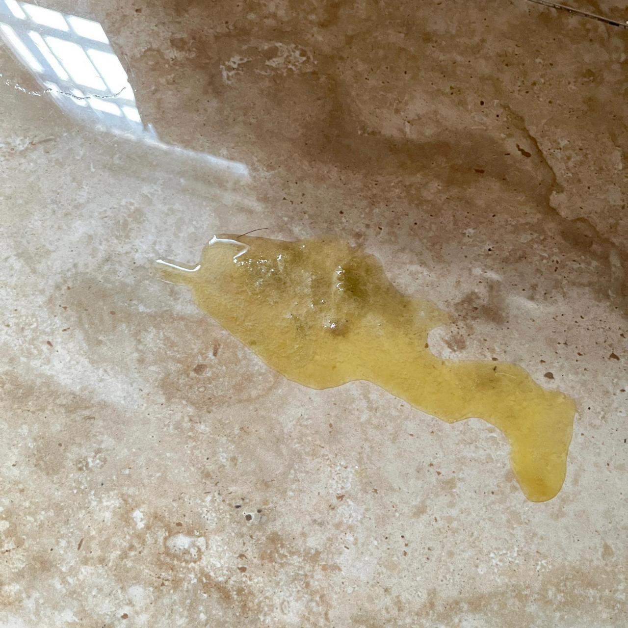 猫咪突然吐黄水是怎么了 我家的是布偶,之前都好好的,突然这两天情况