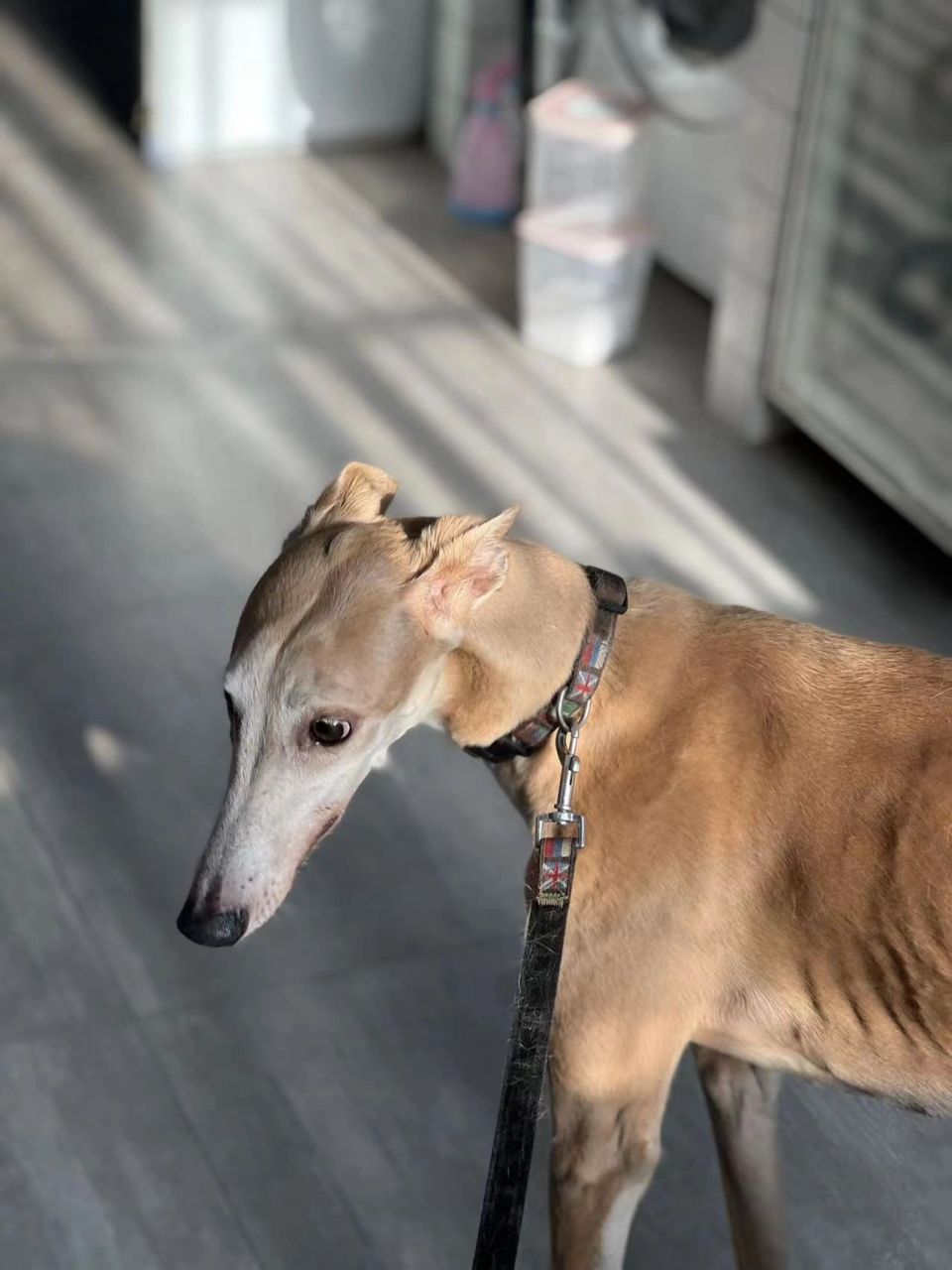 灵缇犬又名格力犬,堪称速度的化身 格力犬98又名灵缇犬 世界上奔跑