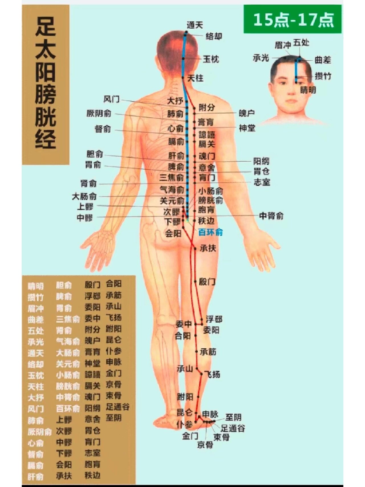 膀胱经是全身很重要的一条排毒通道 膀胱经属于足太阳