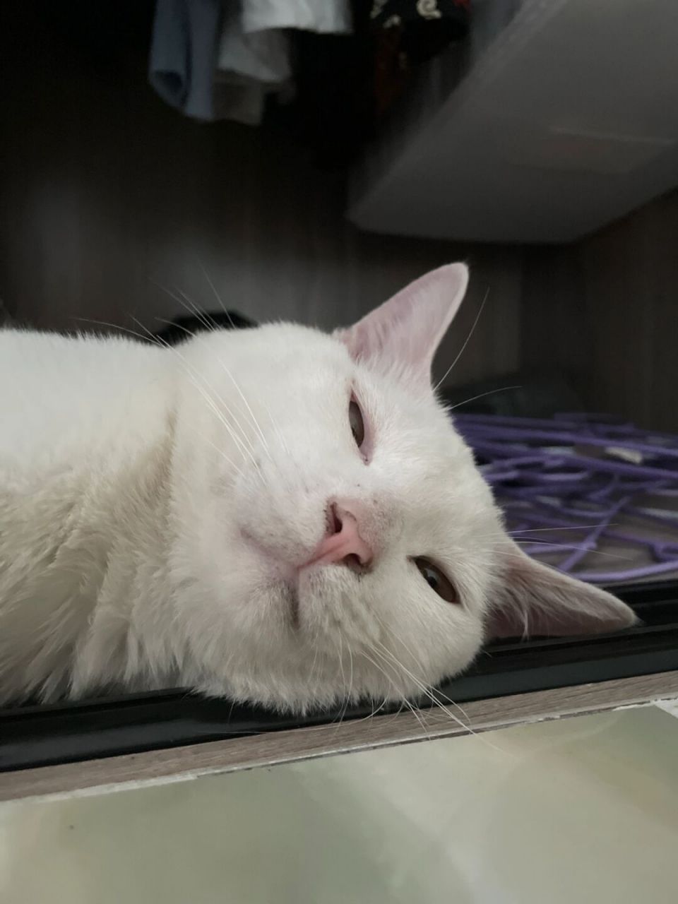 右滑看我救回误食干燥剂的小猫咪 图一小猫咪误食干燥剂,吃的嘴巴鼻子