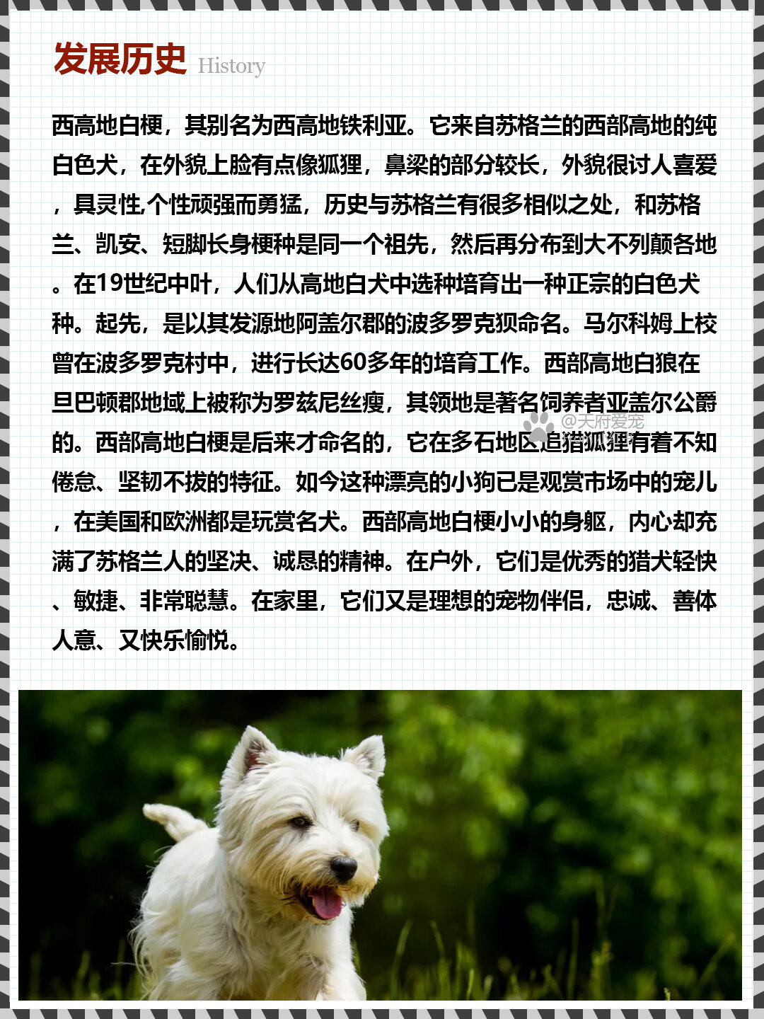 n.055世界名犬|西高地白梗犬图鉴