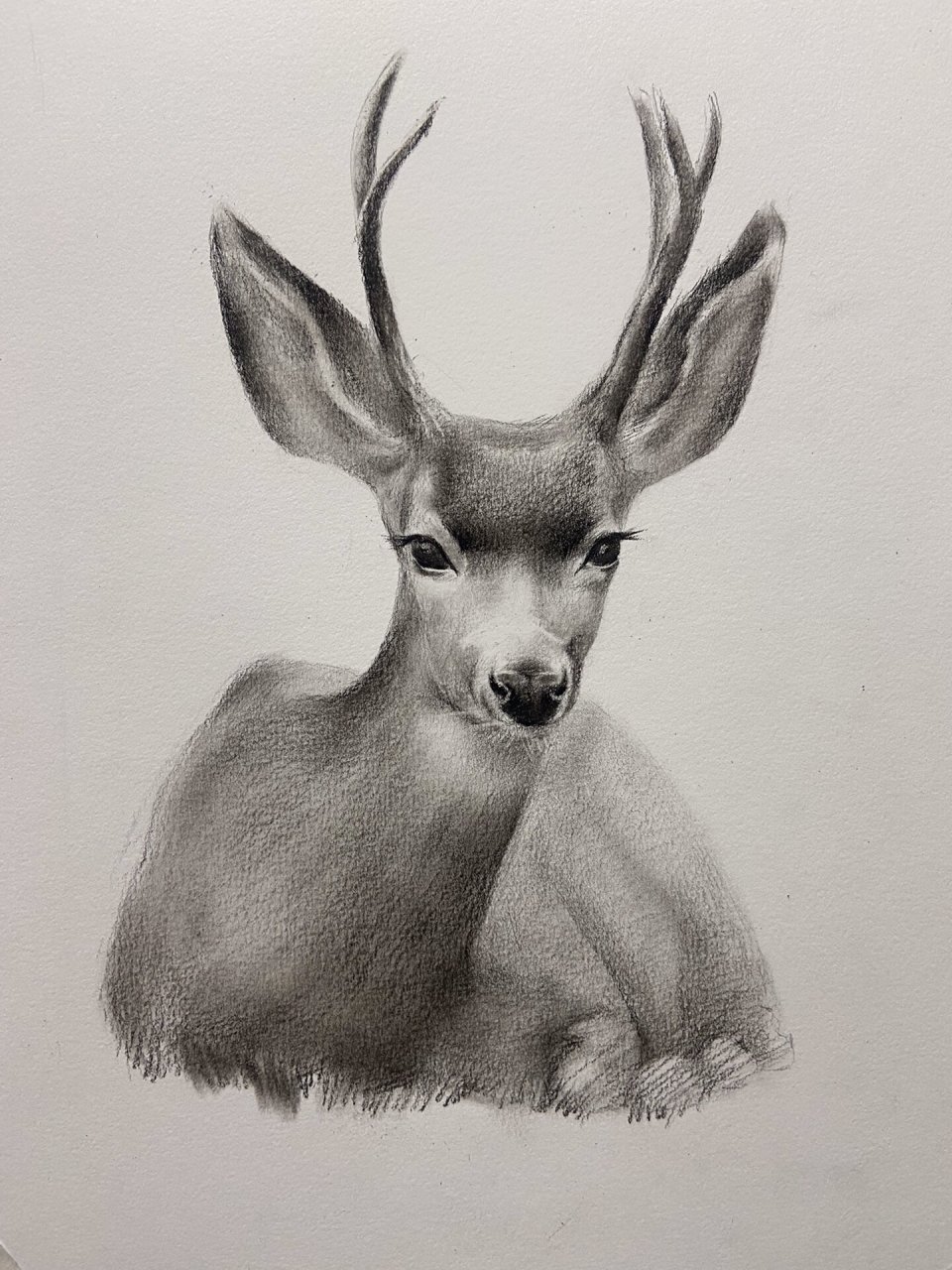 素描动物|草原上的麋鹿!