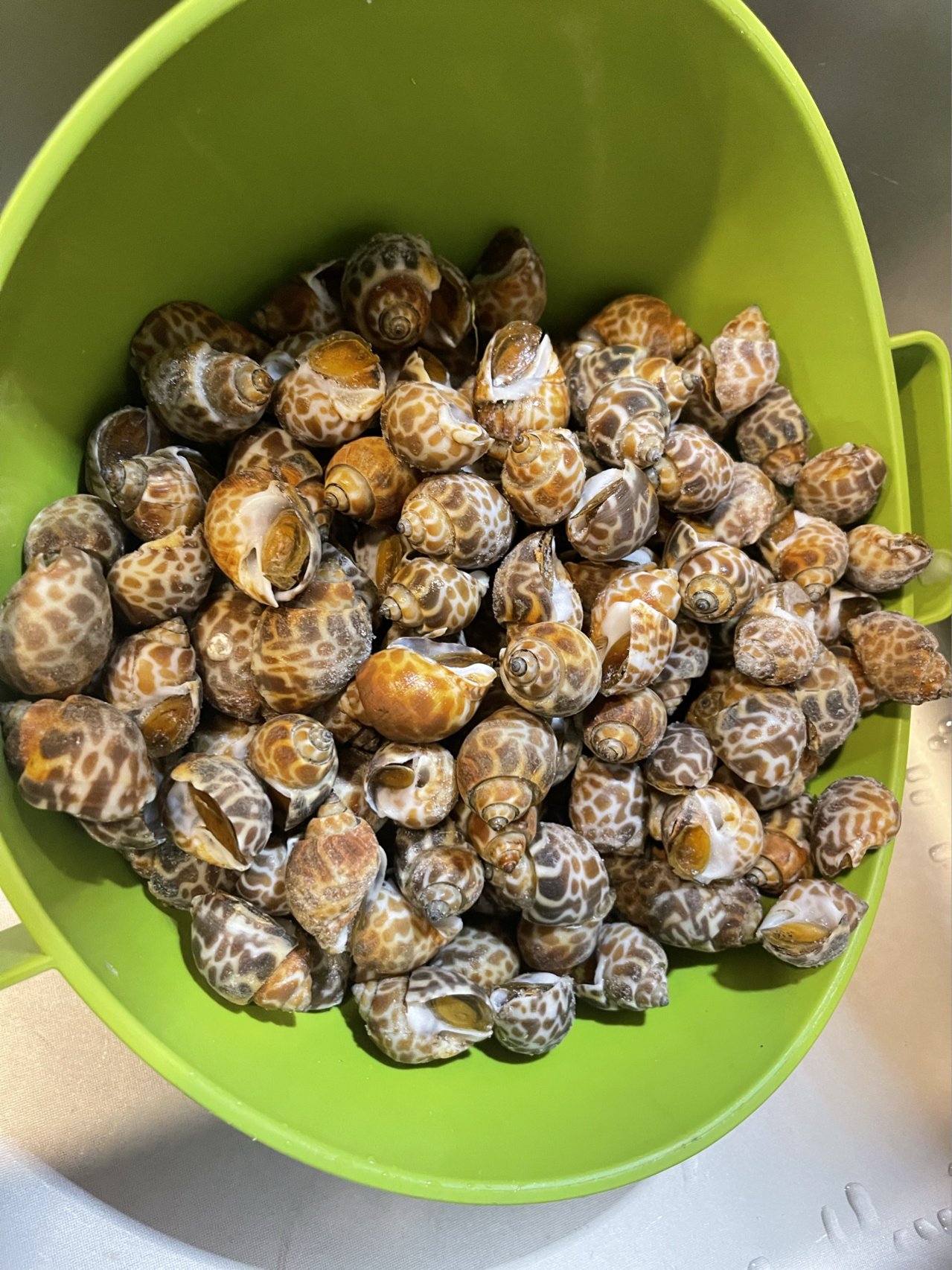 家常小菜之醉花螺97 买来的花螺冷水下锅 水开煮3分钟左右关火(不