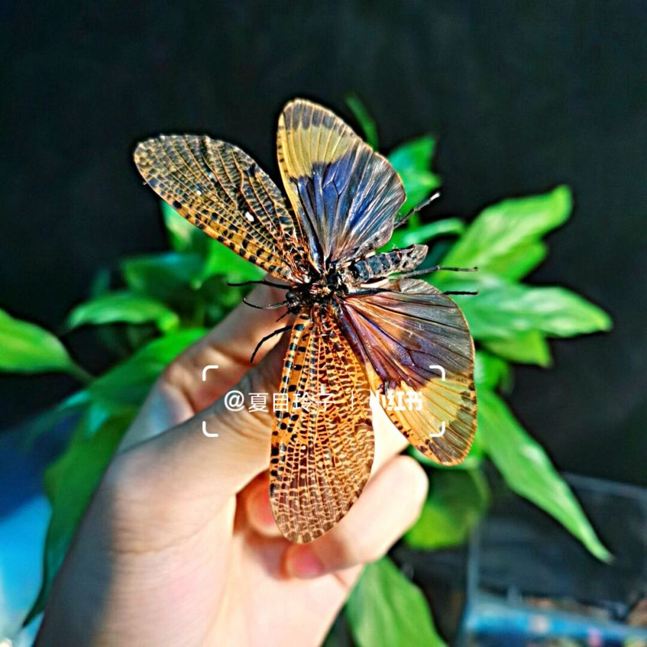 被遗忘的小精灵——石蛾 科普新知计划 【石蛾】 毛翅目的昆虫—褐纹