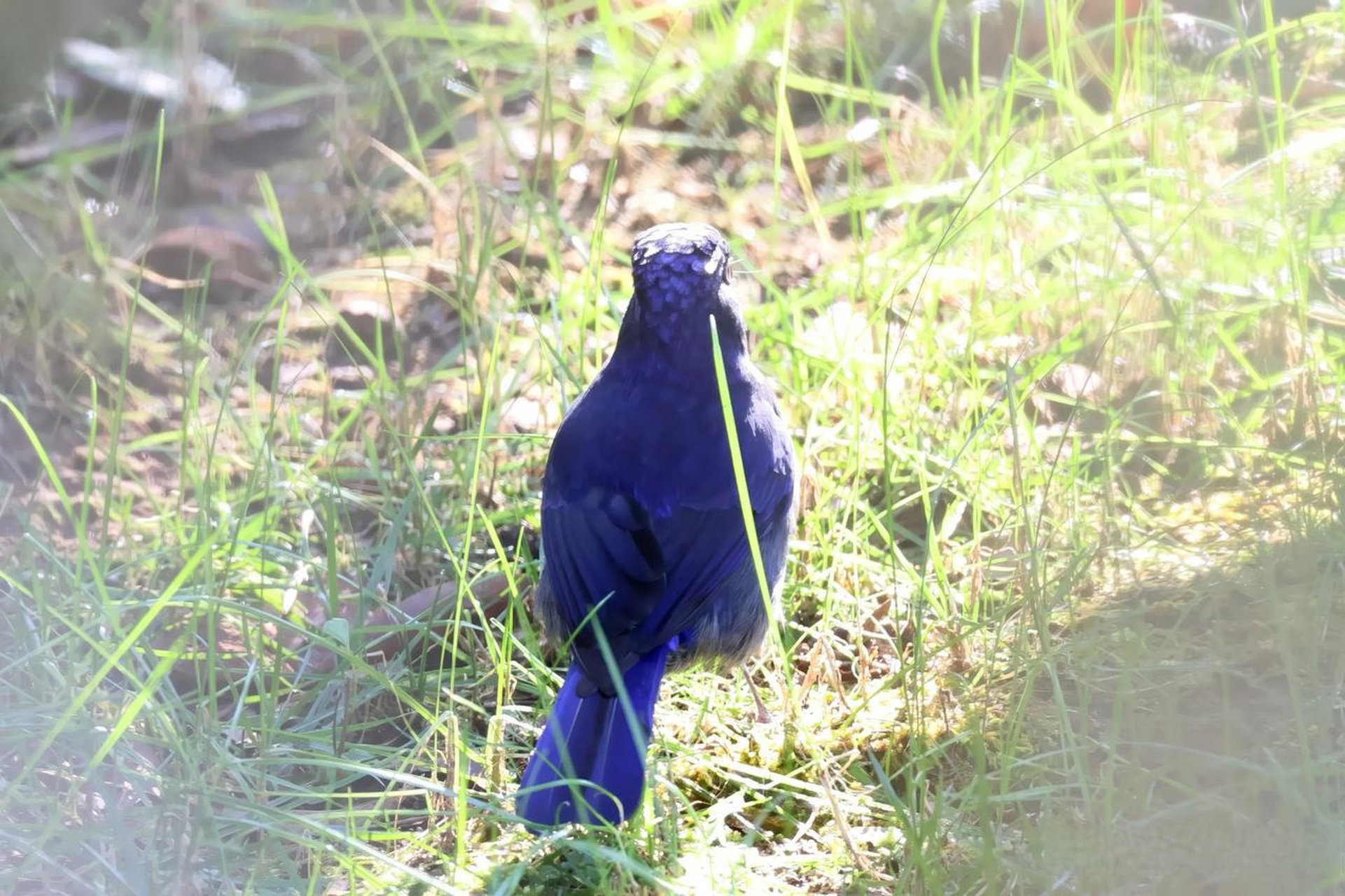 【百鸟志61图纪】 (359)◇70大仙鹟70◇ (癸卯季冬,摄于腾冲