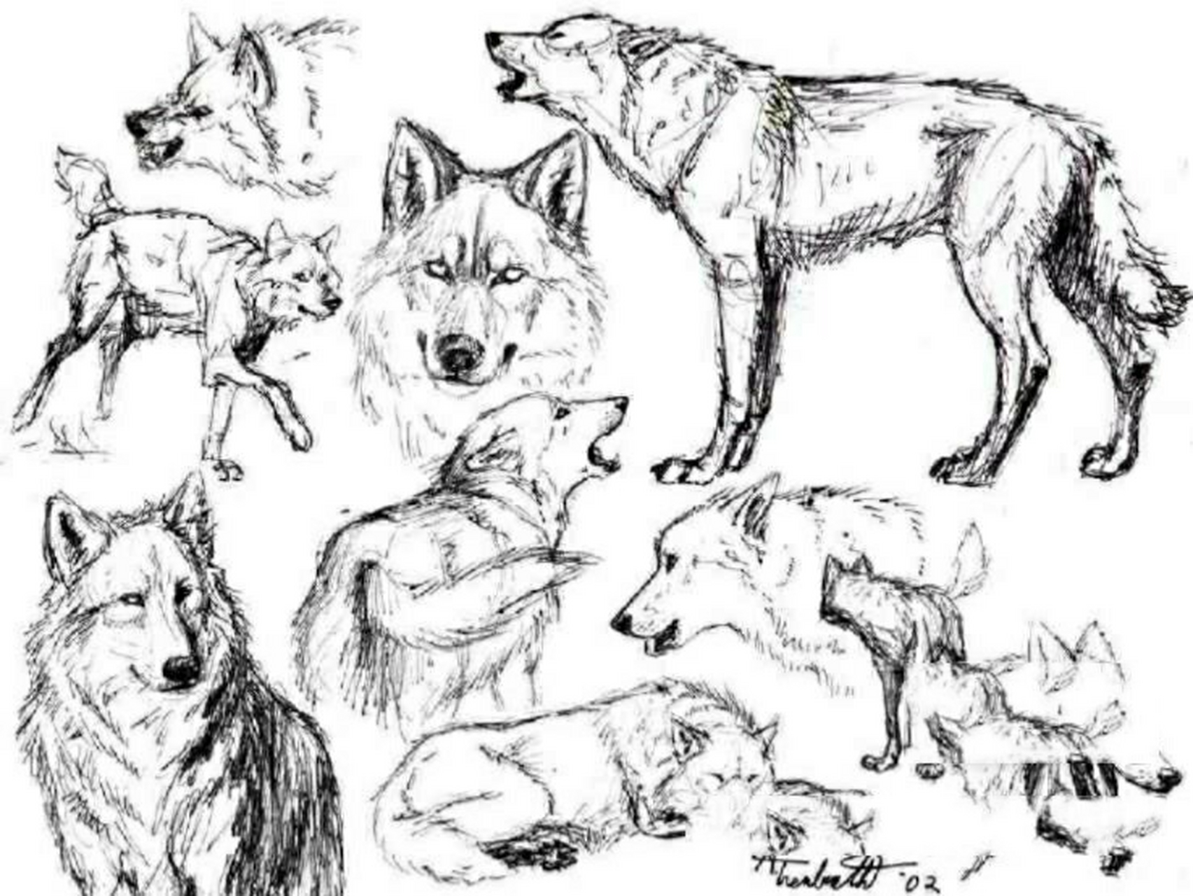 狼的简笔画法图片