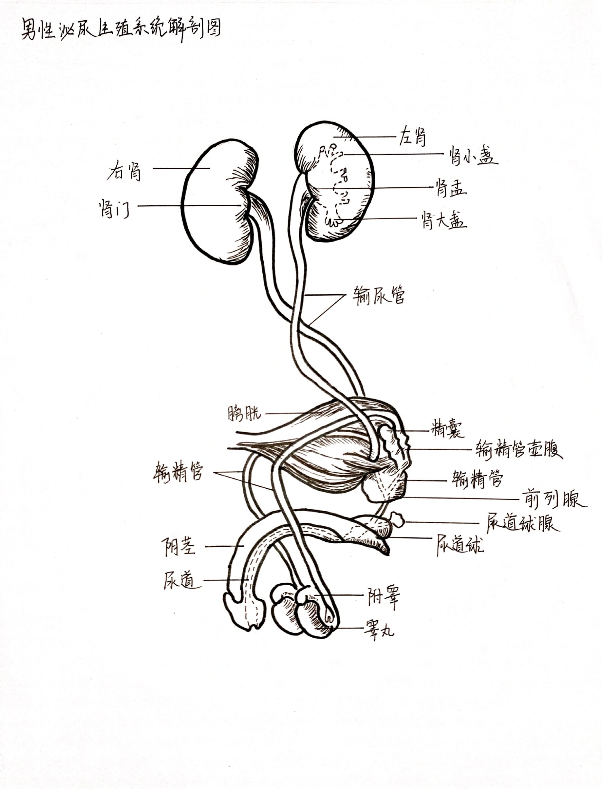 泌尿系统手绘解剖图