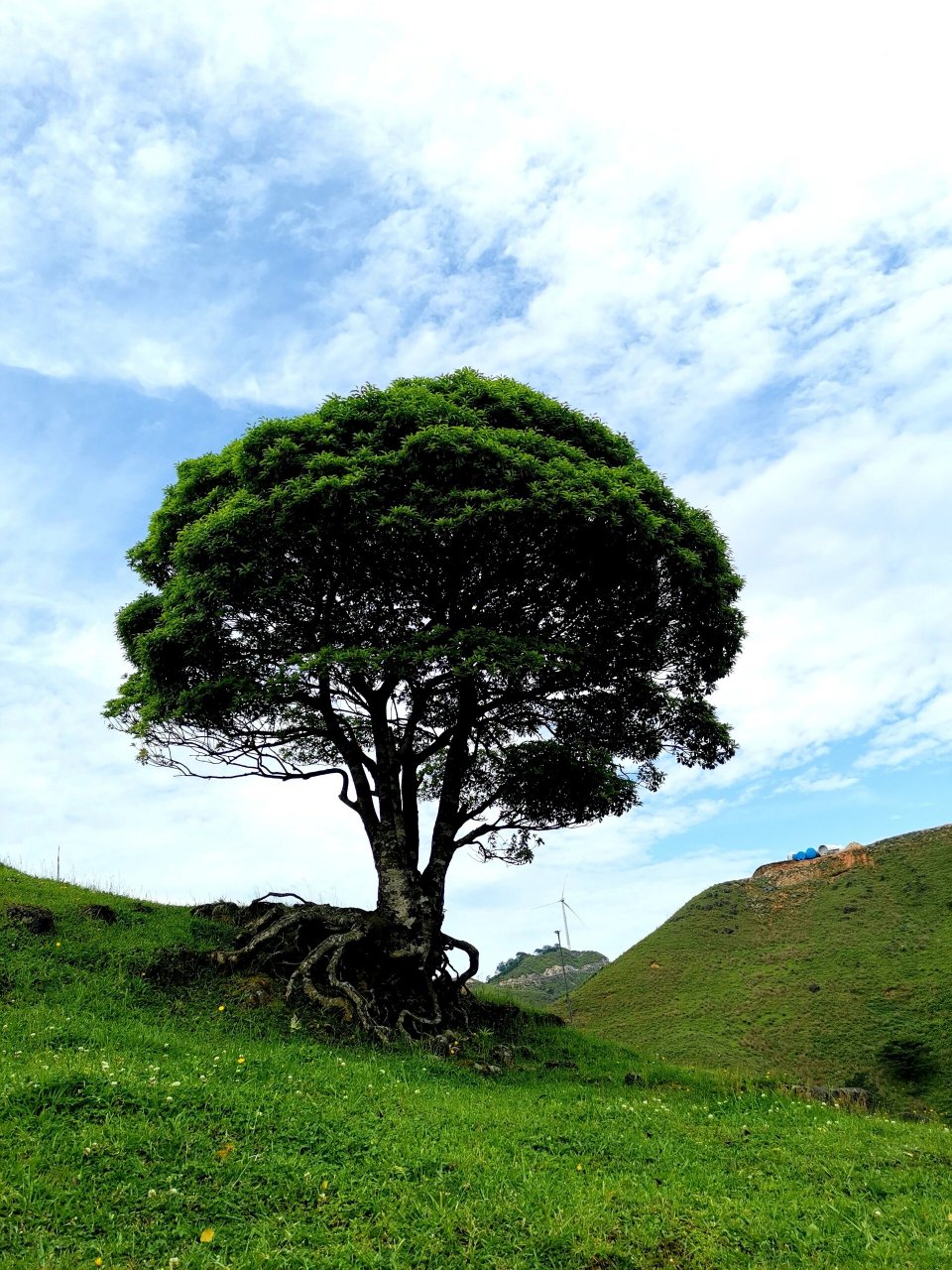不用去呼伦贝尔,在桂林,来龙胜伟江乡决支坪村的小南山牧场,你同样