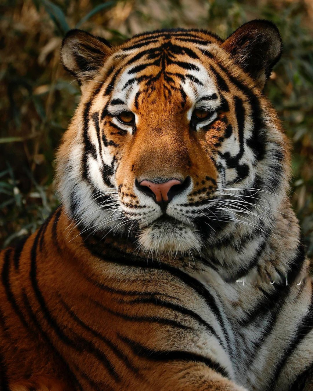 美丽虎虎的大头照!