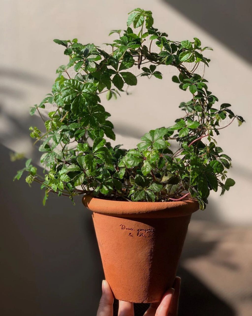 植物大赏|甜蜜蔓爬山虎 甜蜜蔓爬山虎是一种掌叶型的白粉藤品种,是