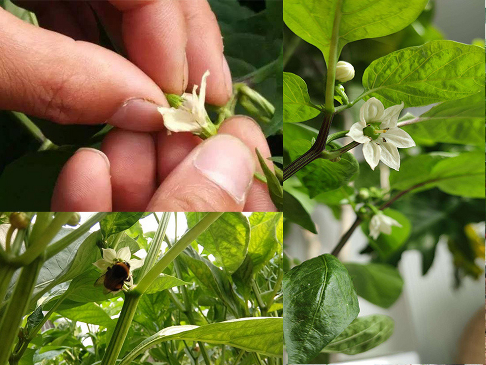 种植户们可以通过人工授粉的方式来帮助辣椒结出果实