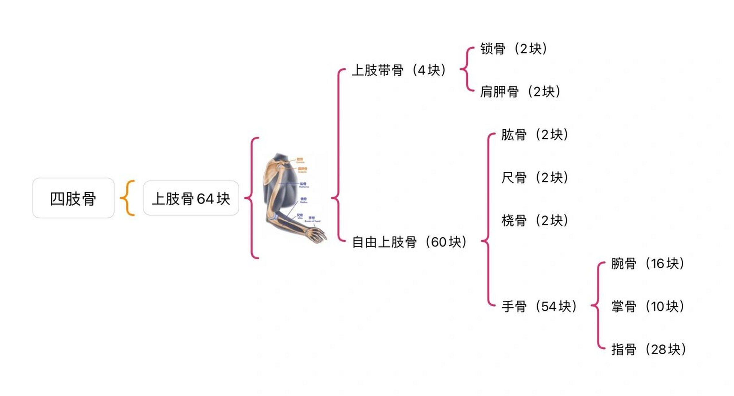 运动解剖骨骼篇【上肢骨思维导图】 如何来记忆上肢骨呢?