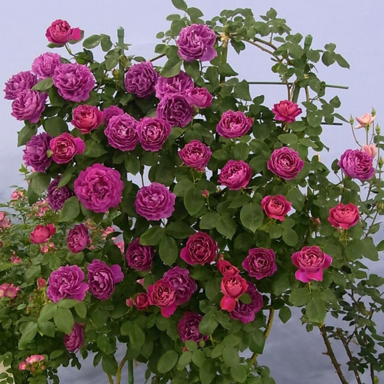 藤本月季品种2661576615:紫袍玉带 紫袍玉带 baron girod de