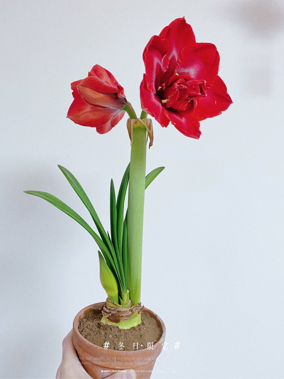 绿植|"洋葱头"惊艳盛开,淡淡花香95 旅行 | 摄影 | 美食 | 博物馆