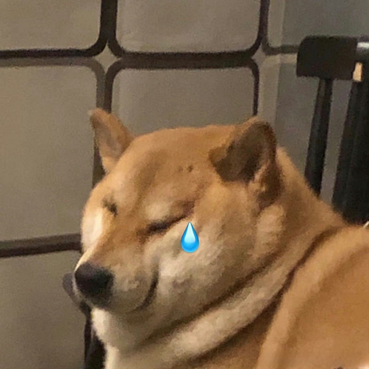 小西安利time#  可爱的伤心小狗表情包～ (via:一袋牛乳)