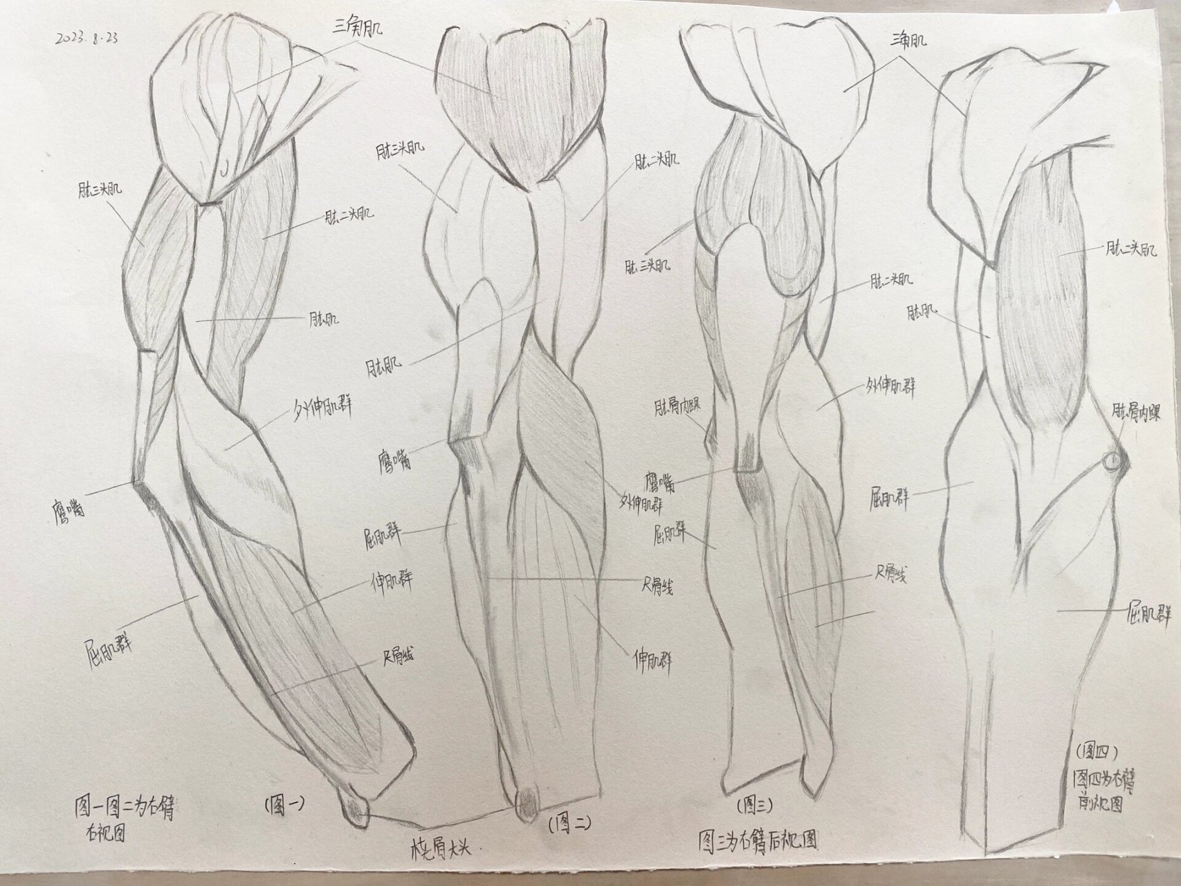 手臂肌肉结构图 手臂肌肉结构