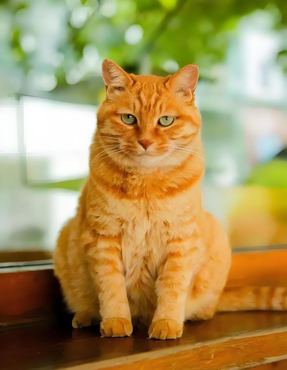 你不知道的猫咪——金丝虎 在古代,纯黄色的猫被称为金丝虎.