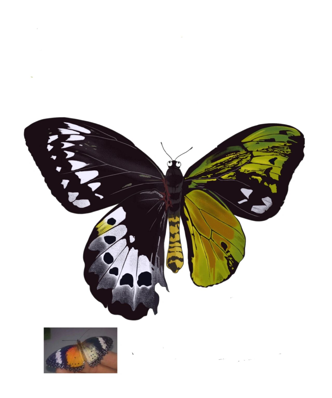 昆虫科普|阴阳蝶 已编辑 来自置顶评论的科普:阴阳蝶是雌雄同体的蝴蝶