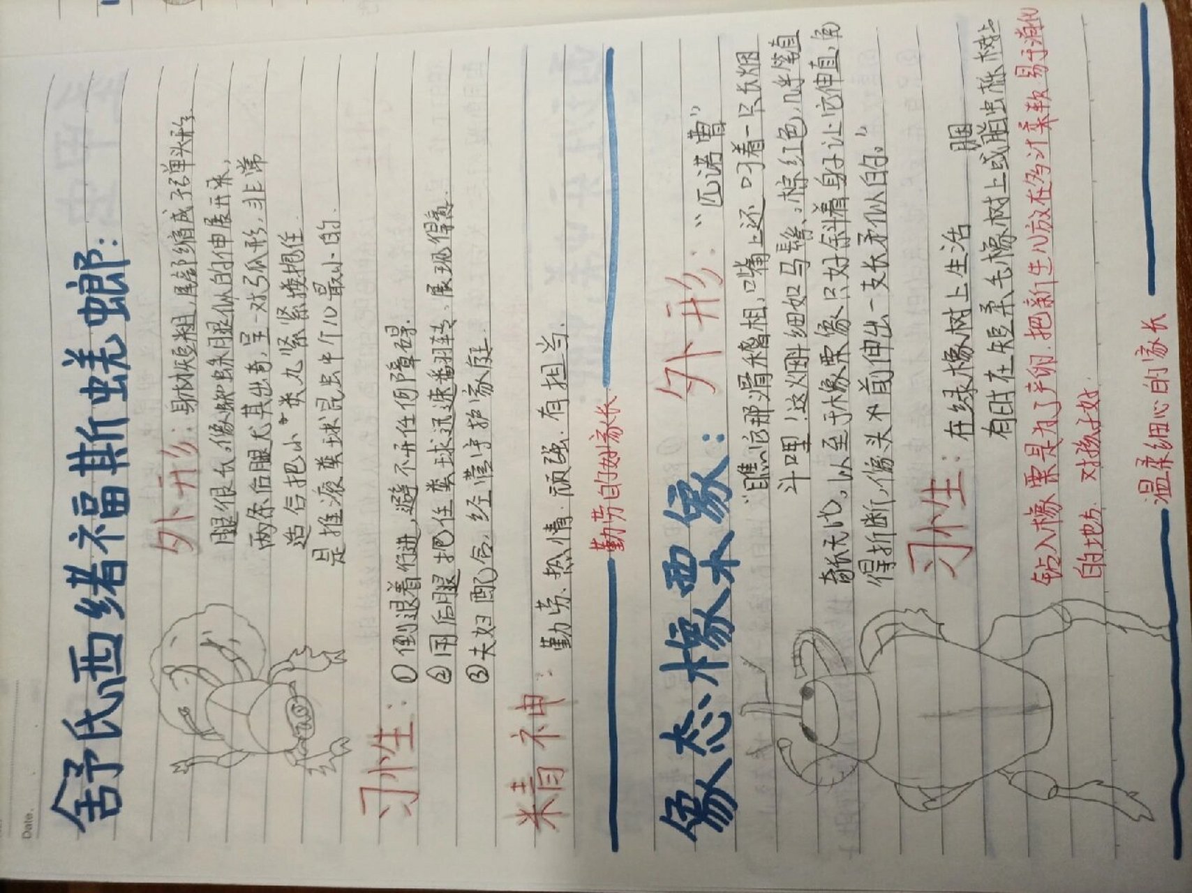 昆虫记昆虫档案(四)   舒氏西绪福斯蜣螂 象态橡栗象 小阔条纹蝶