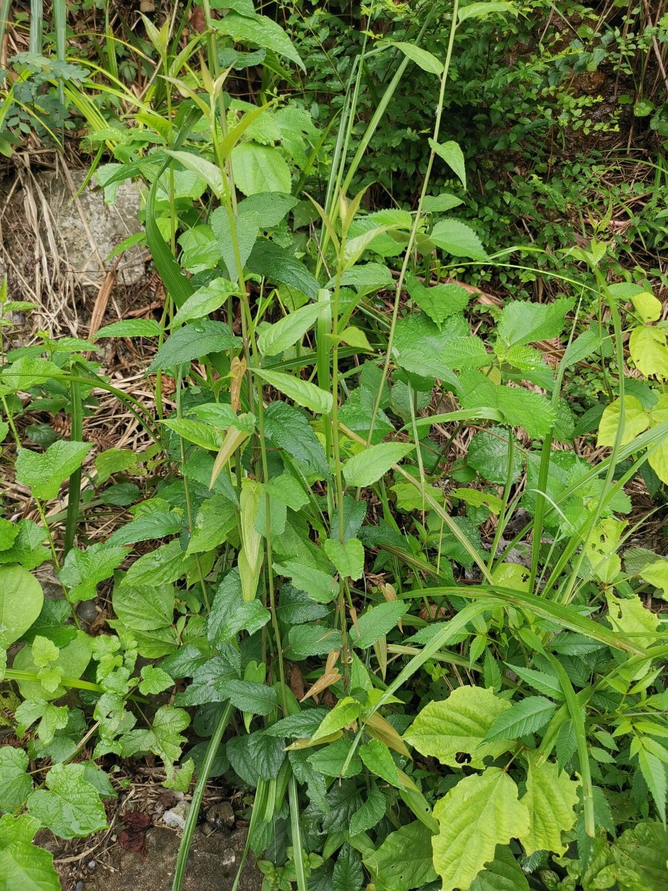 眼睛药之千里光