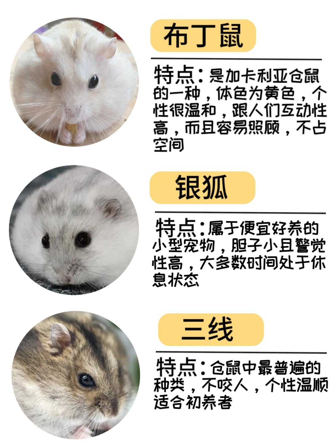 仓鼠品种大赏|这些鼠大家都认识吗