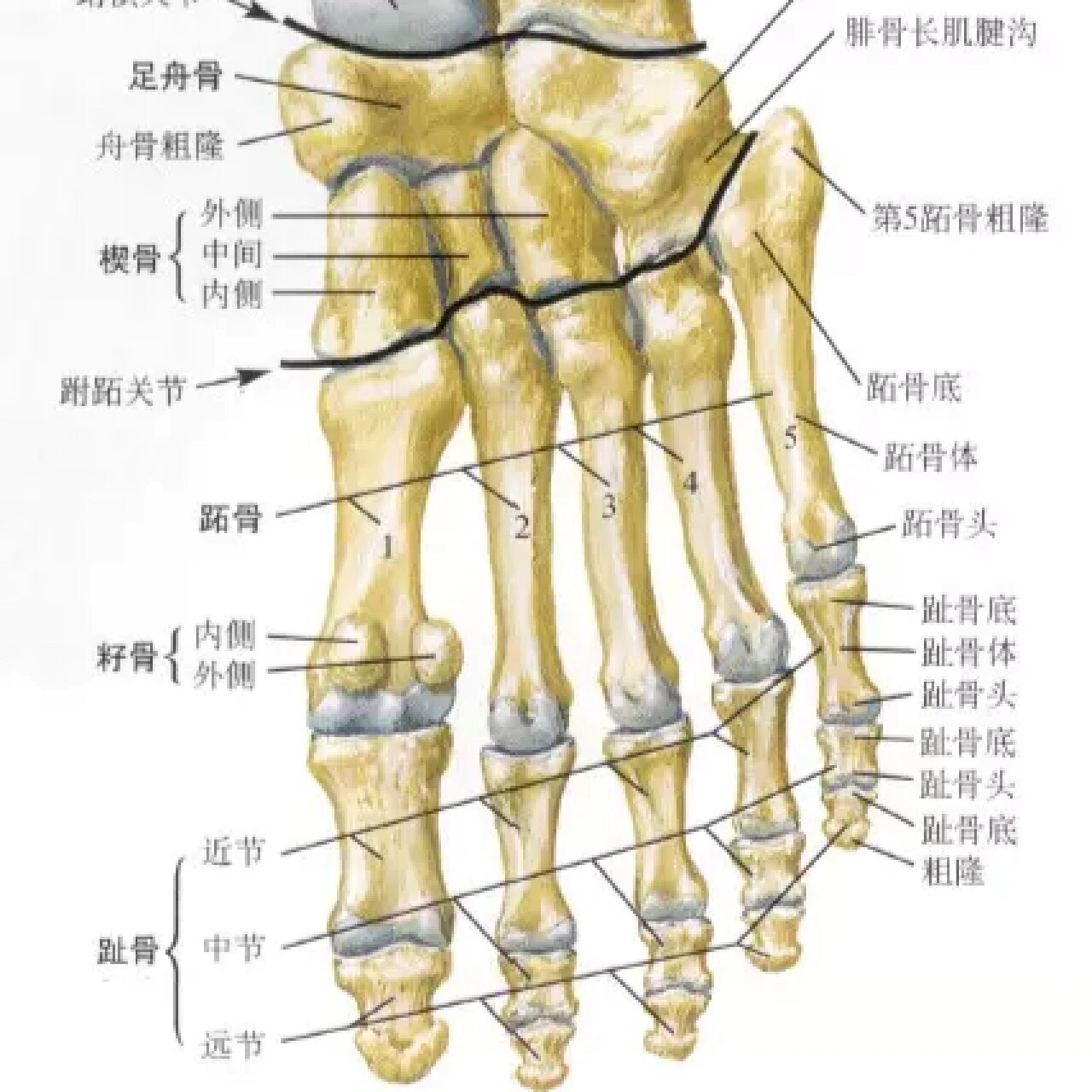 足部x线及解剖图谱