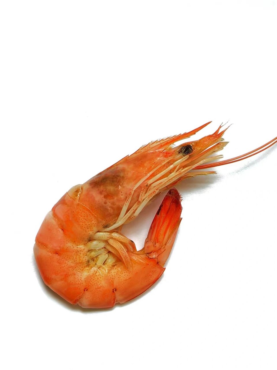 绘画素材1000更/新鲜的水煮基围虾