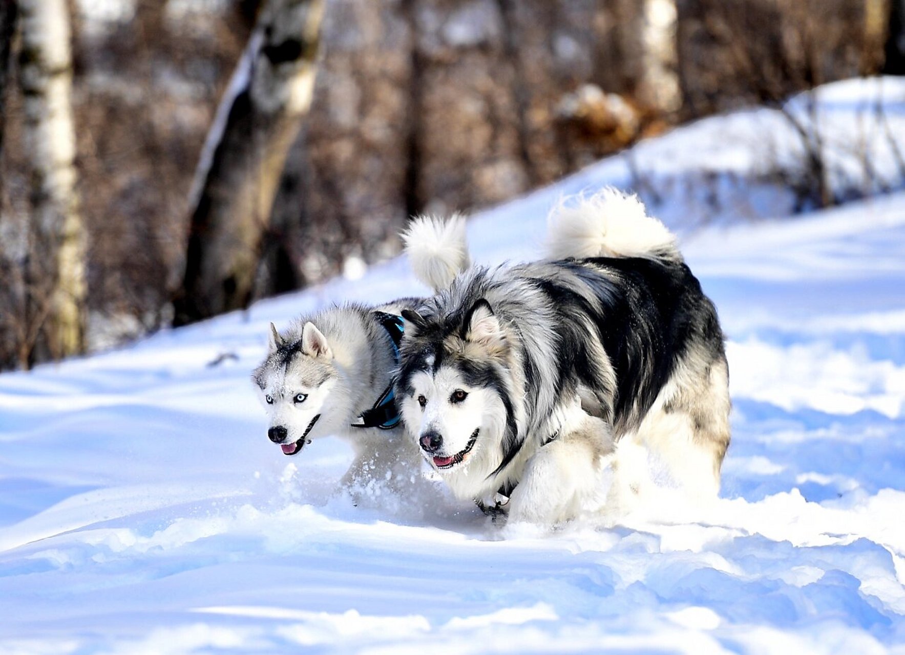 2022北京冬奥会|争做雪地里最帅的两只狗 8岁的max(哈士奇)和7岁的
