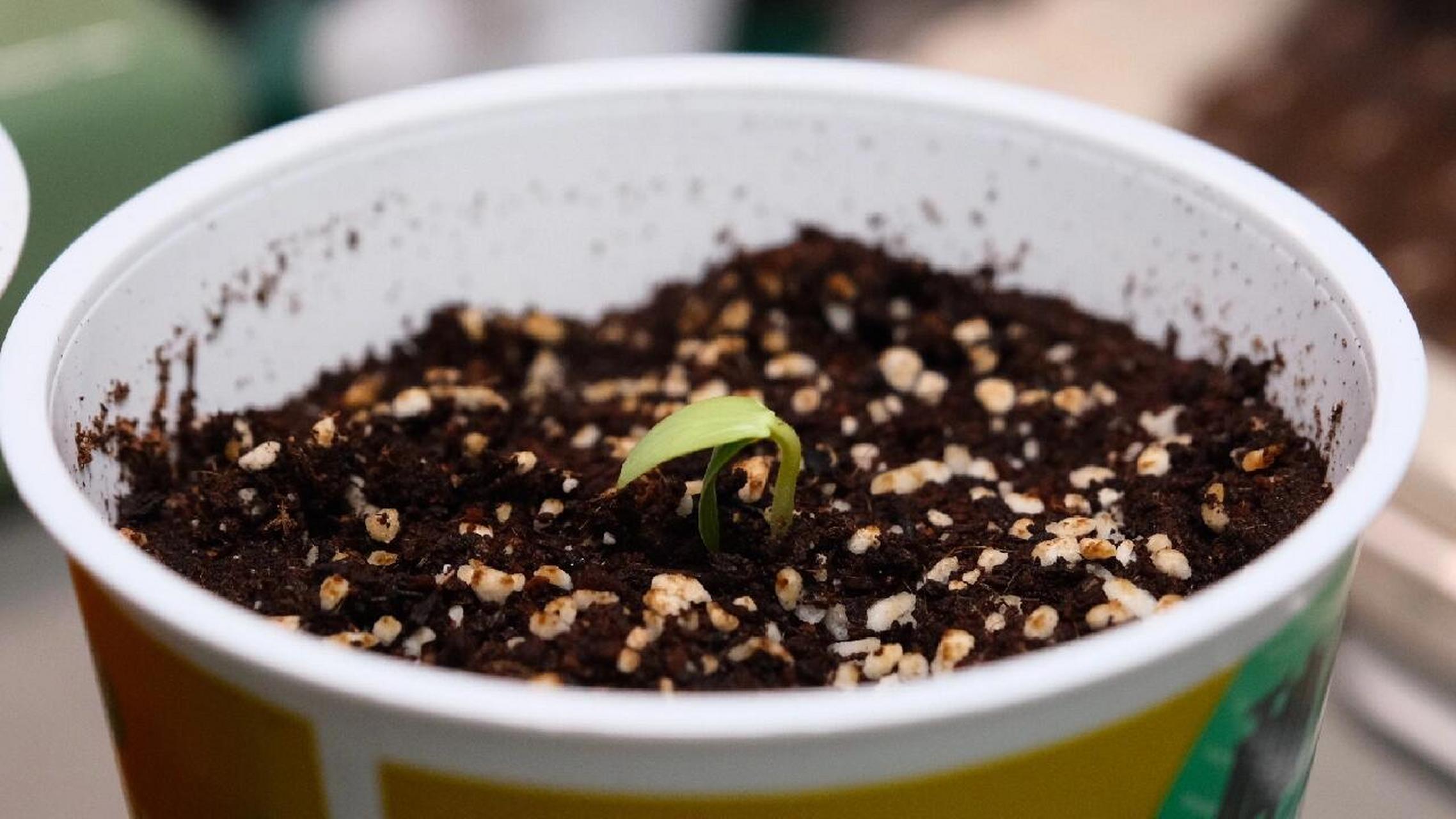 各位刘亦菲,小番茄盆栽发芽后可以直晒吗 种了两周小番茄,昨天终于有