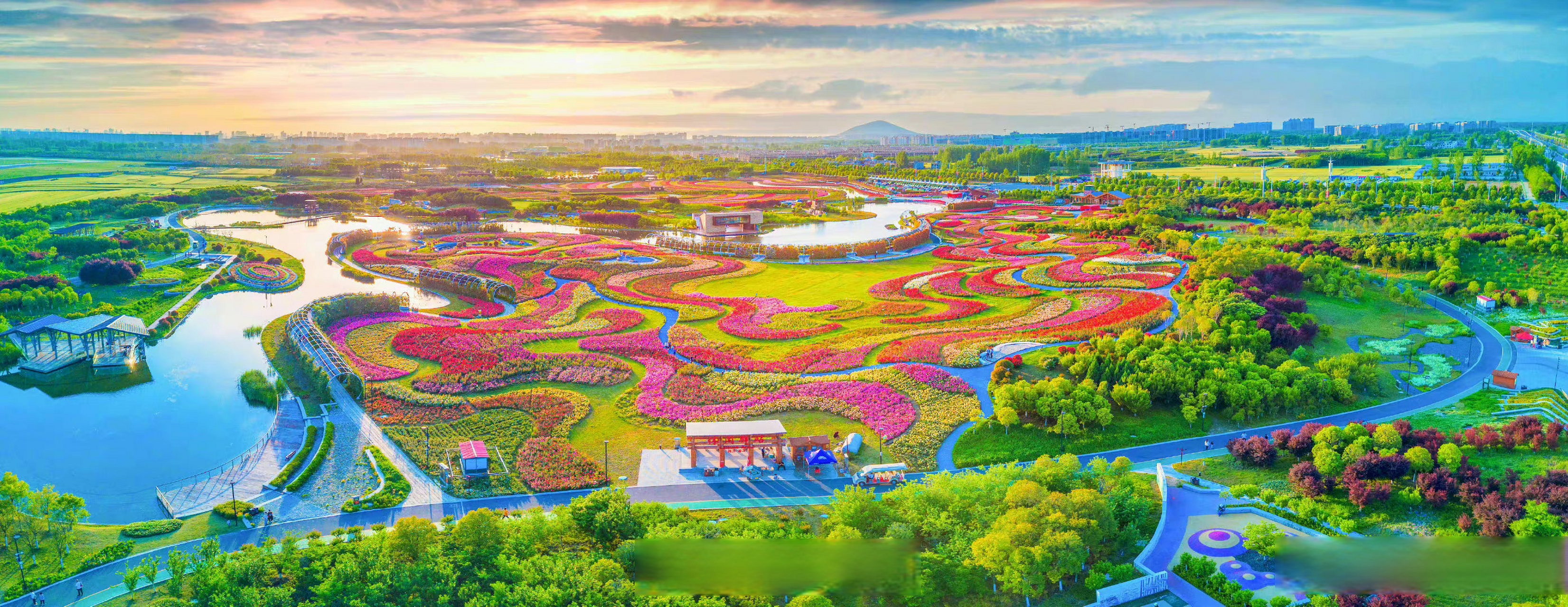 南阳月季花苗批发基地