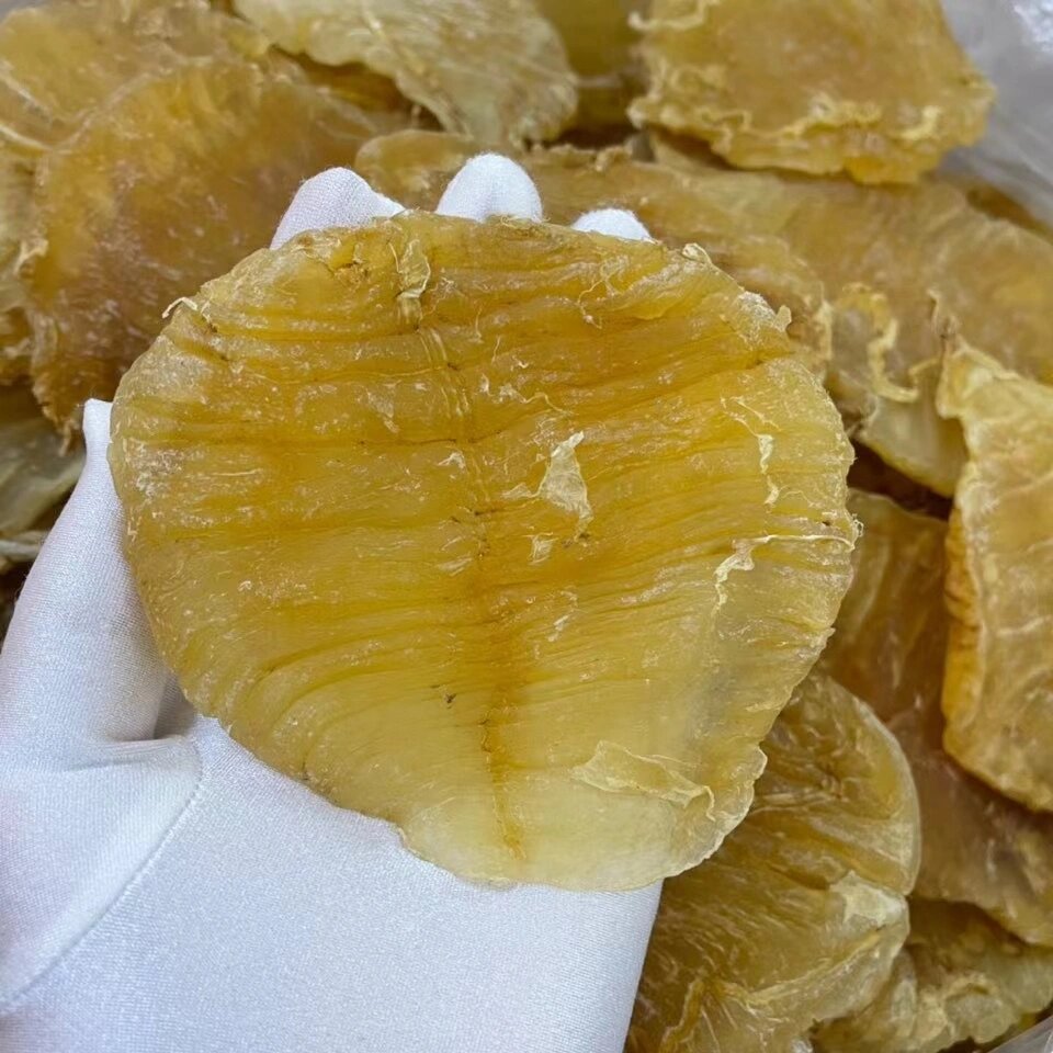 孟加拉双芽鳘鱼胶7