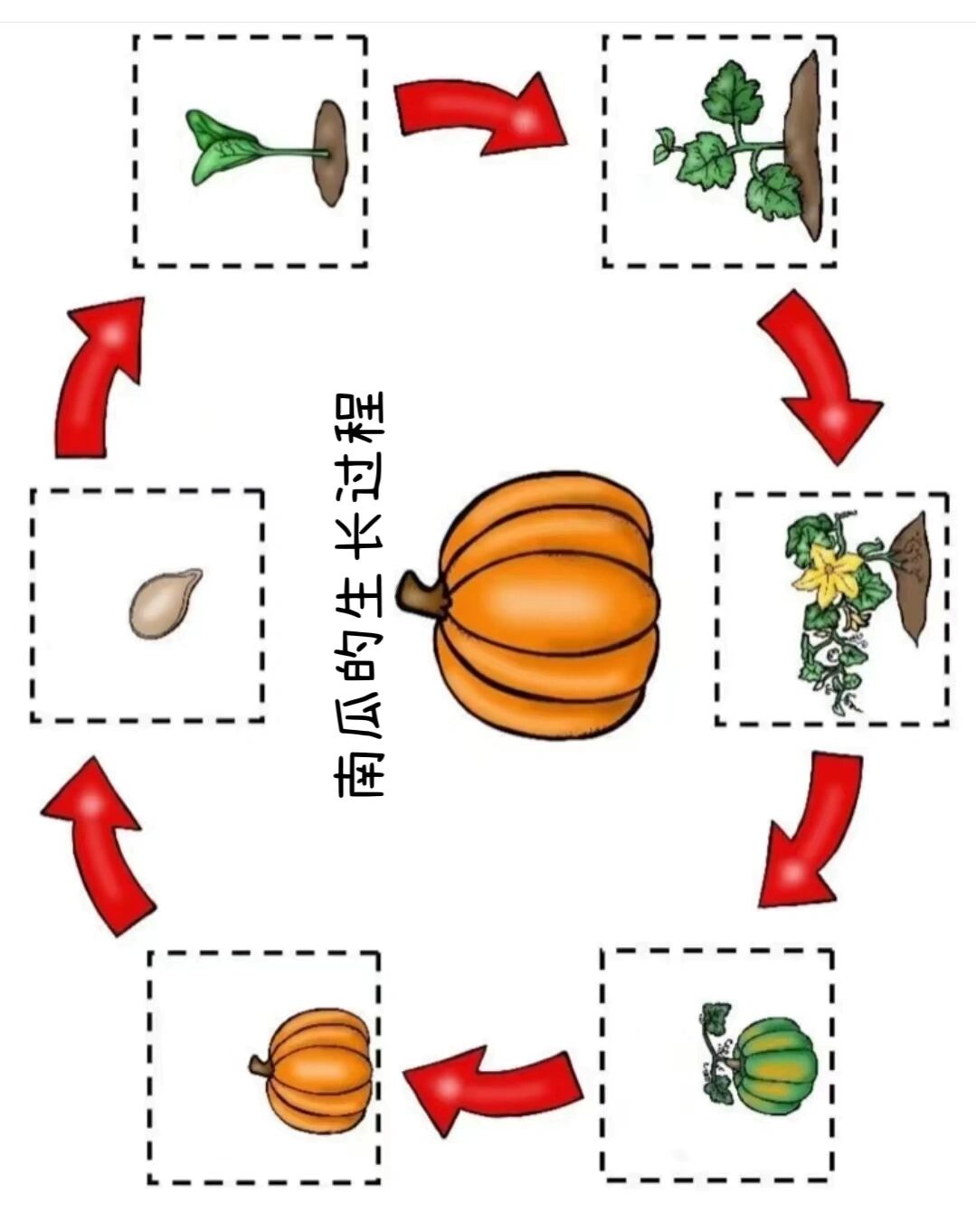 南瓜生长过程图片大全图片