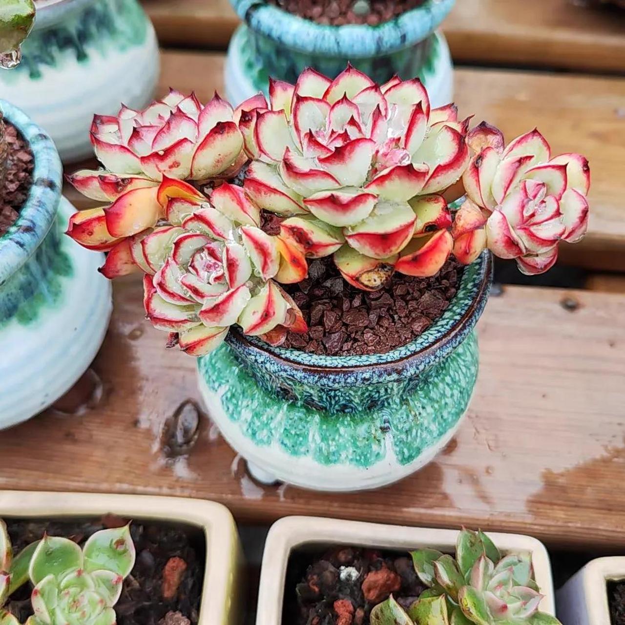 巧克力方砖  3.草莓冰 4.恩西诺  5.乌拉克拉  6.奶油黄桃 7.爱火  8.