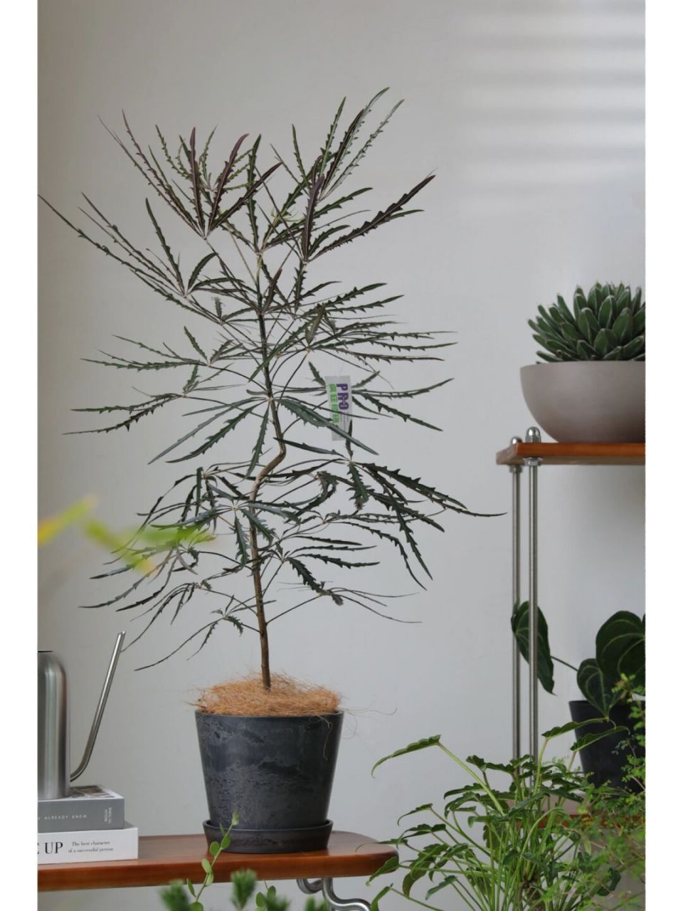 孔雀木是一种常绿观叶小乔木,它产于澳大利亚地区.