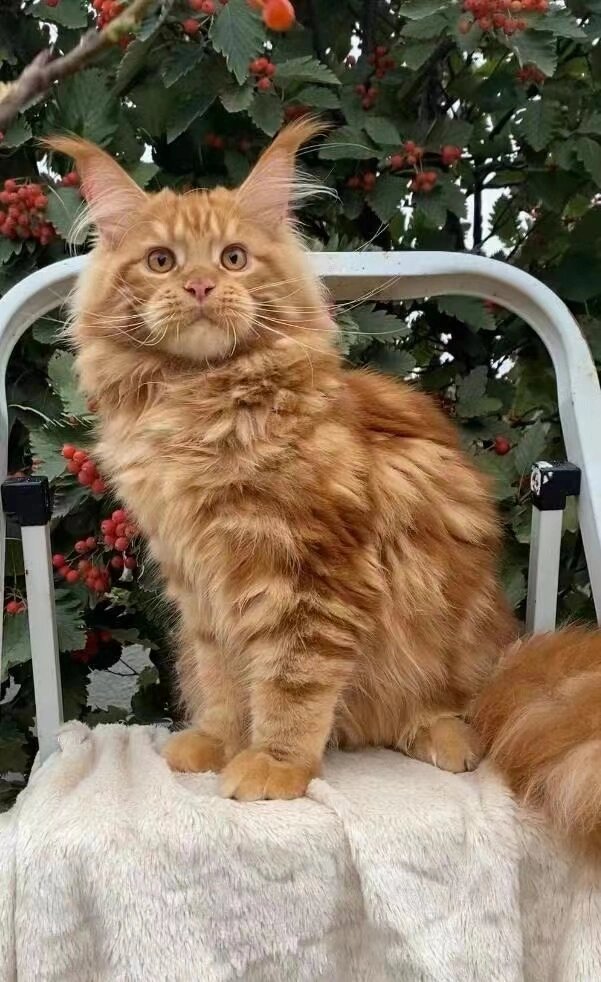 耳毛超漂亮的赛级红虎缅因